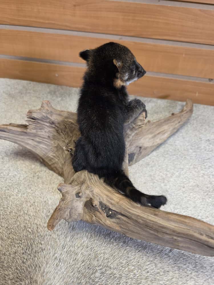 FHCK766 -Baby Coatimundi taxidermy mount