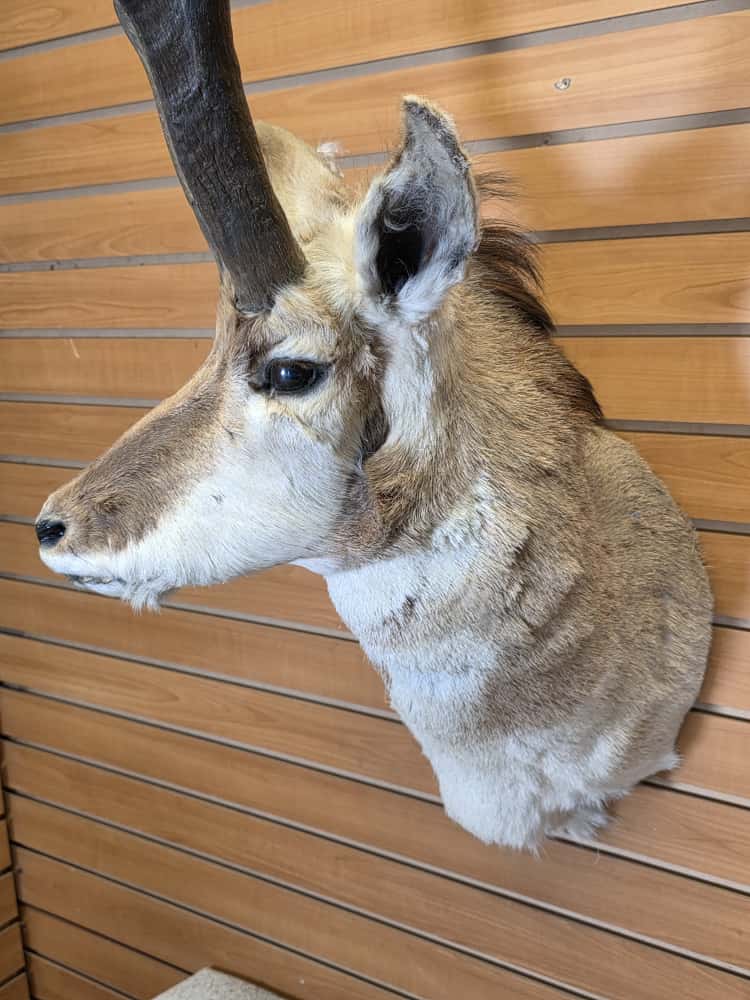 FHCM47 - Pronghorn Antelope Shoulder Mount Taxidermy