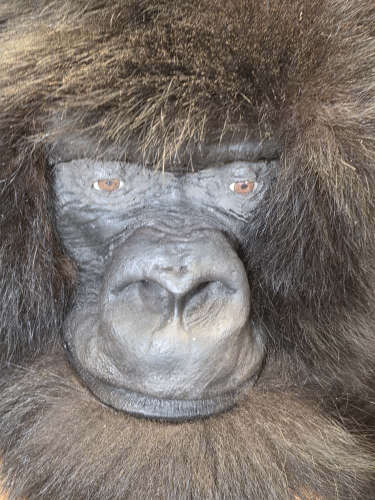 FHCM51 - Reproduction Gorilla Shoulder Mount Taxidermy