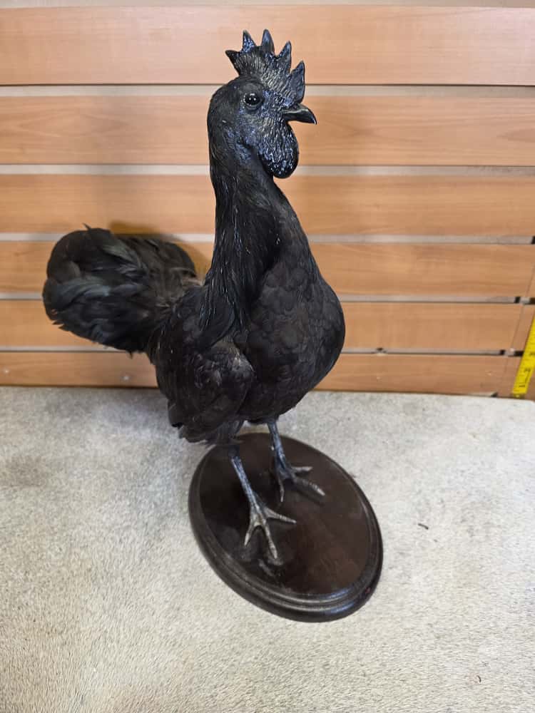 FHCM42 - small Black chicken Cemani taxidermy mount