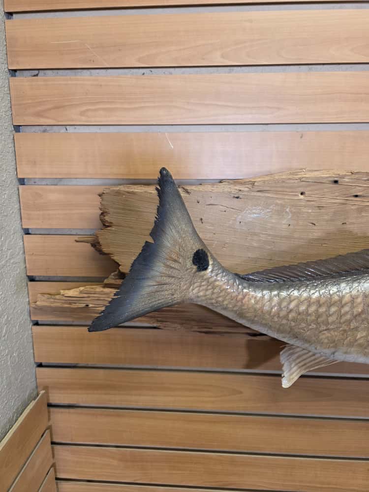 FHCM38 - 33" Red Fish Real Skin Fish Taxidermy