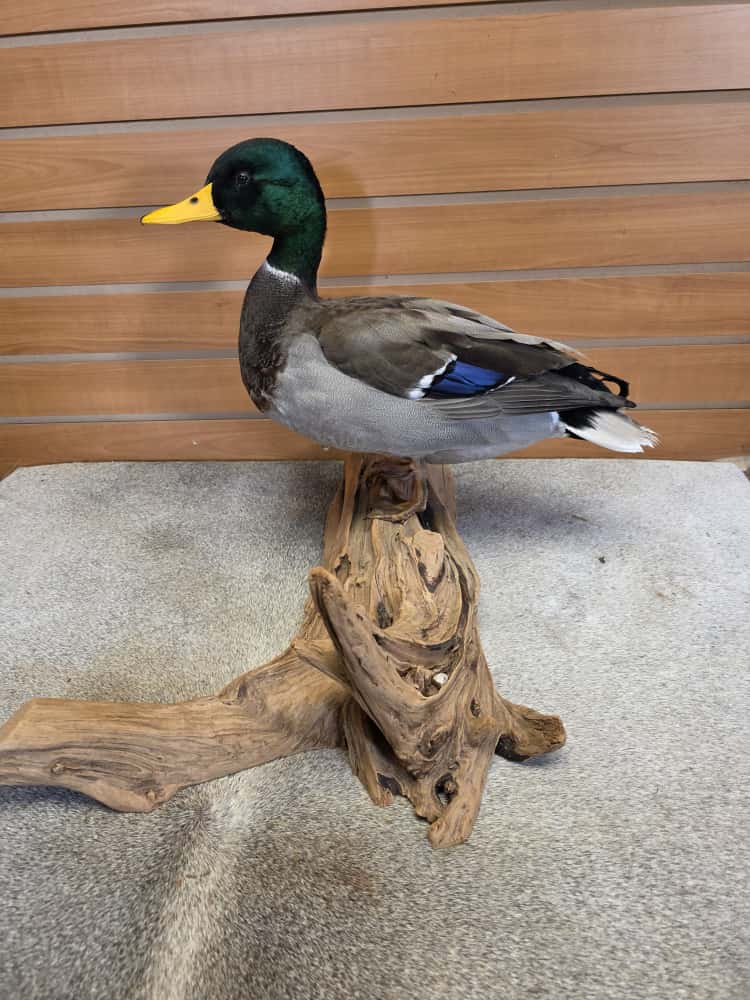FH7497 -Farm raised domestic mallard duck bird taxidermy