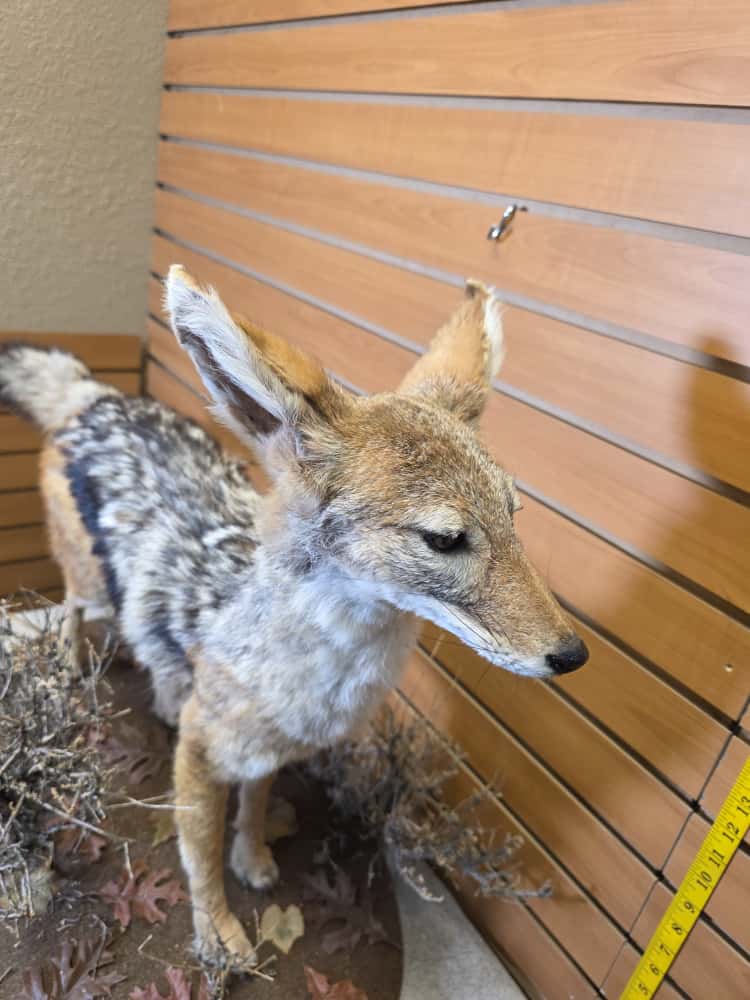 FHCM46 - African Black Jackal taxidermy mount