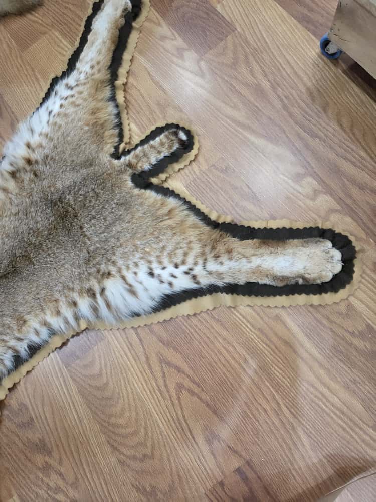 Fh63885 -TAXIDERMY BOBCAT RUG MOUNT 42" LONG