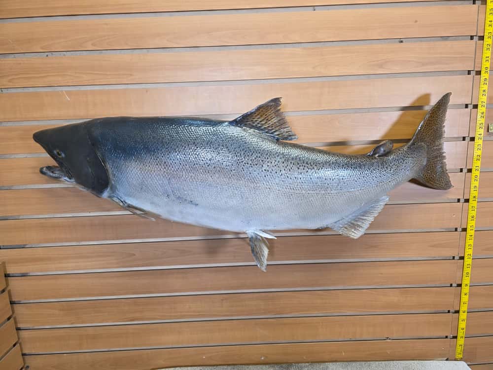 FHCM40 -41" King Salmon Real Skin Fish Taxidermy