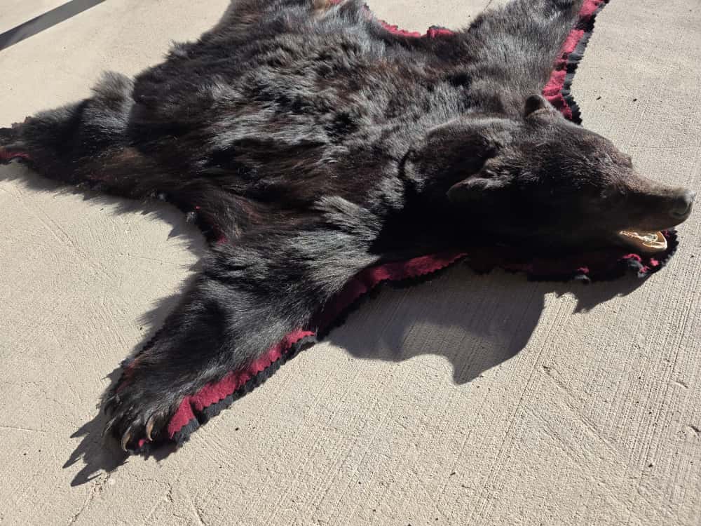 FHCM50 - premium Black Bear Rug Taxidermy
