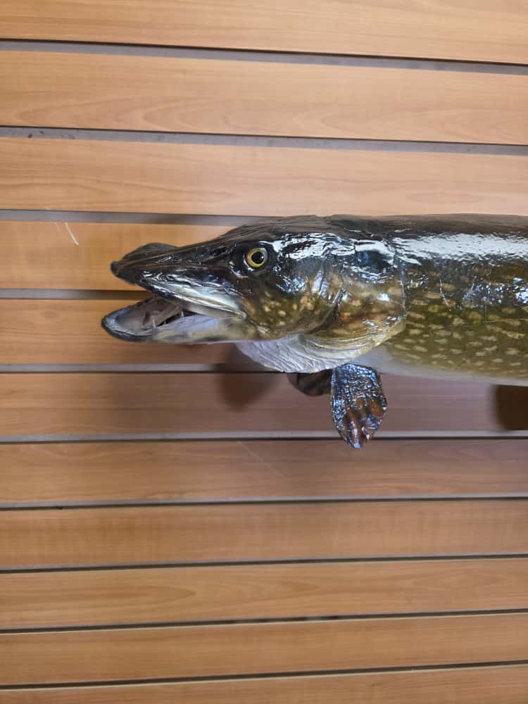 FHCM59 -38" Northern Pike Real Skin Fish Taxidermy