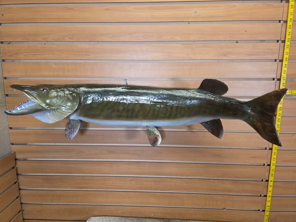 JTV259 - pike fish taxidermy
