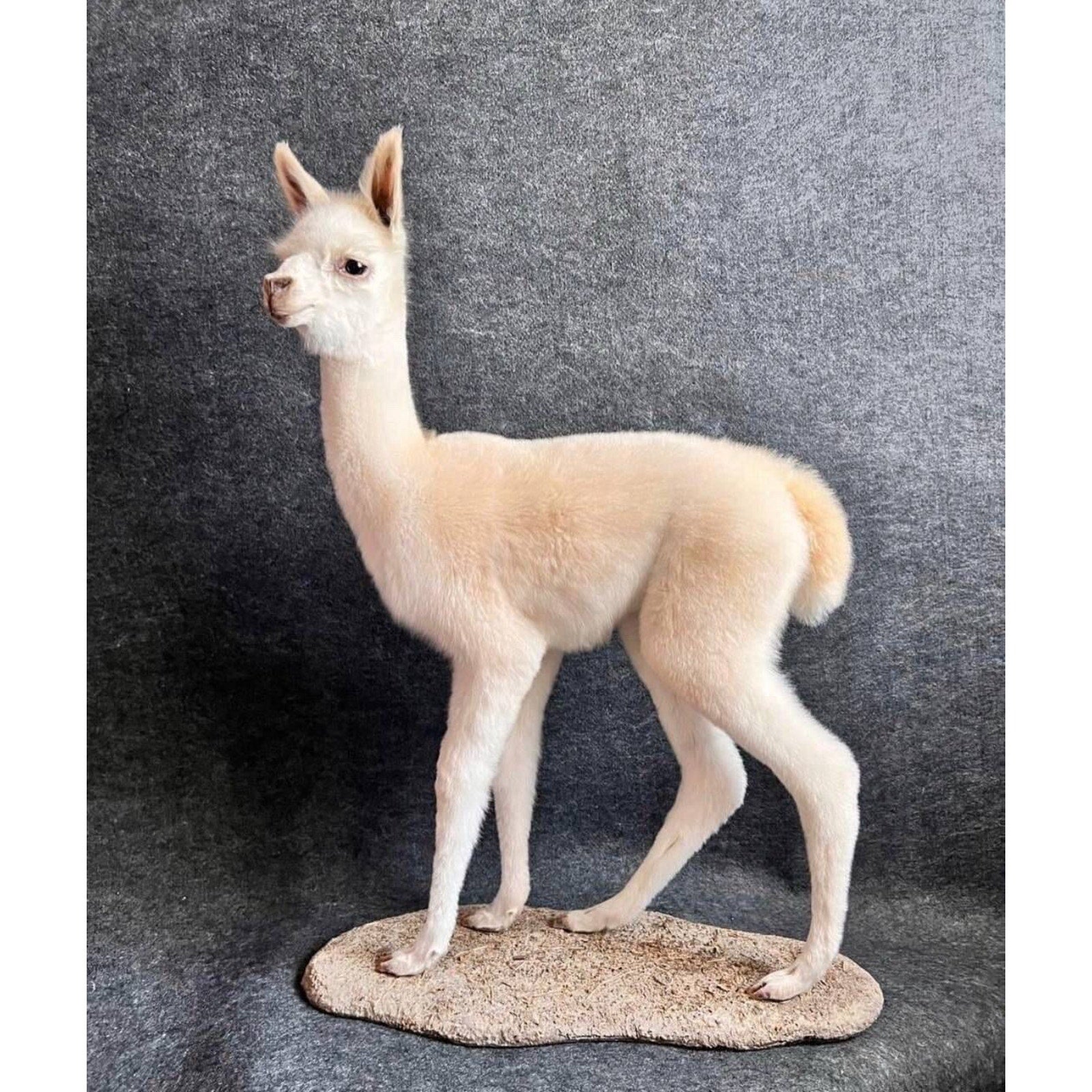 FHCM5 - Museum Quality Baby Llama Taxidermy Full Body Mount Lifesize