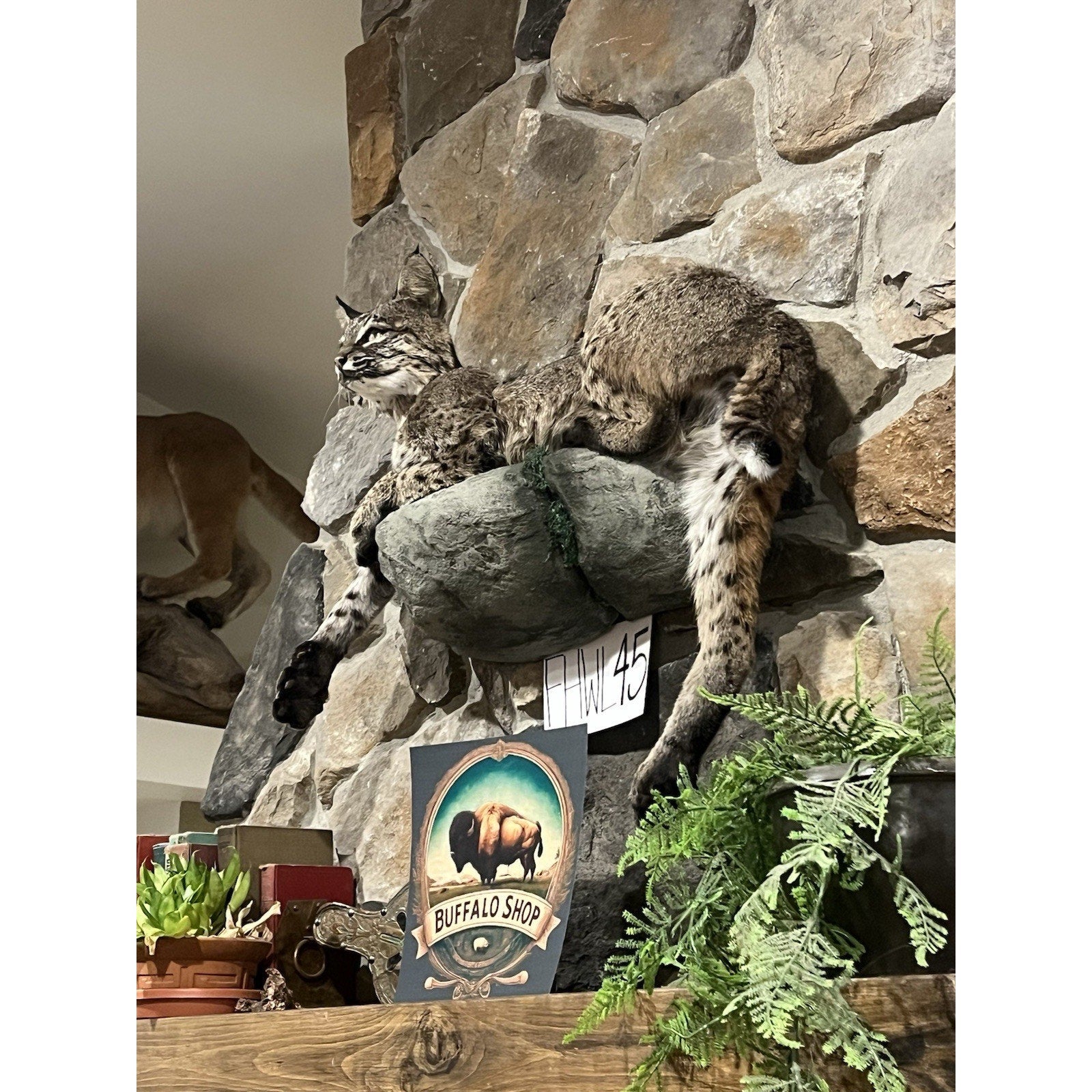 FHWL45 - Bobcat Taxidermy Full Body Mount