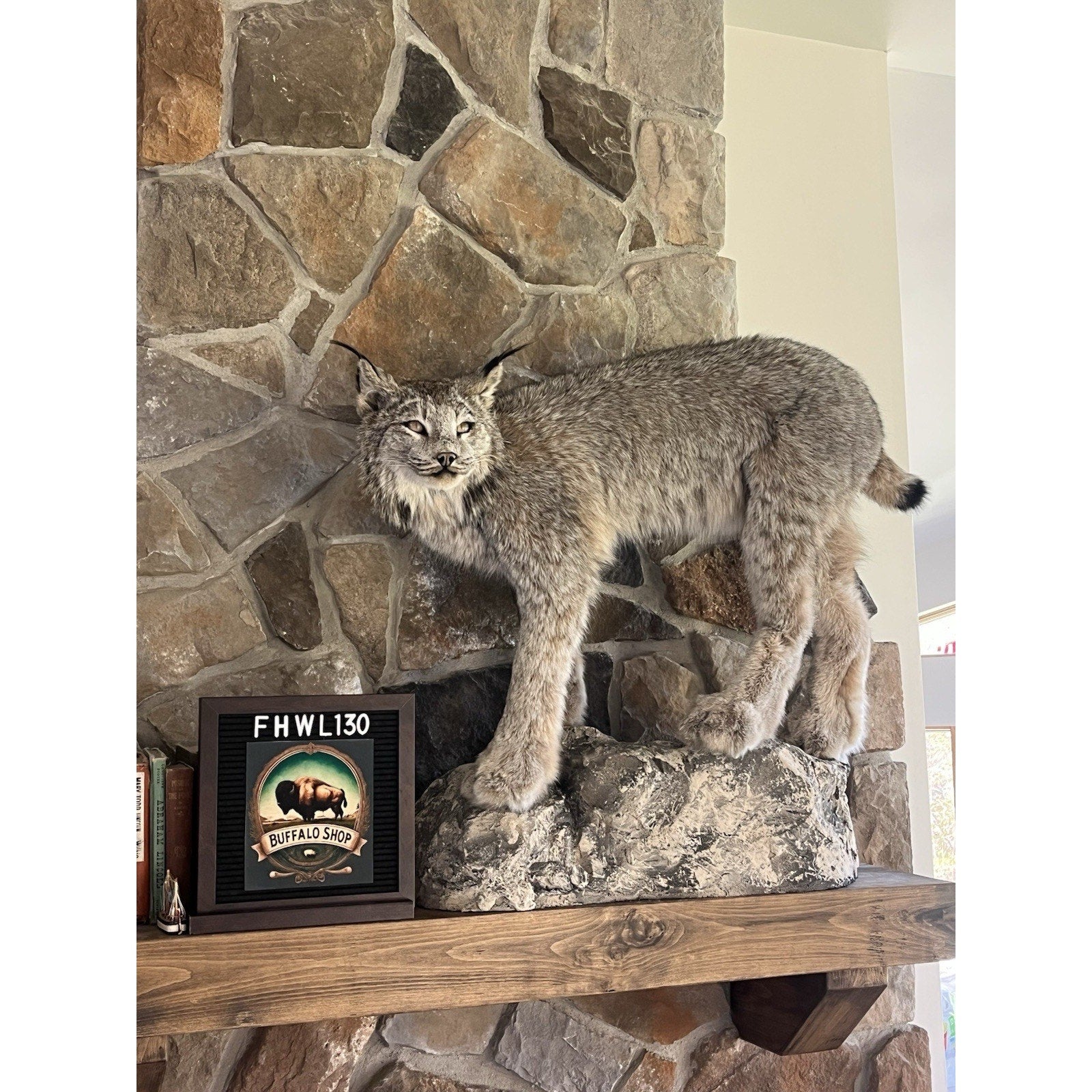 FHWL130 - Alaskan Lynx Taxidermy Full Body Mount Prime Fur