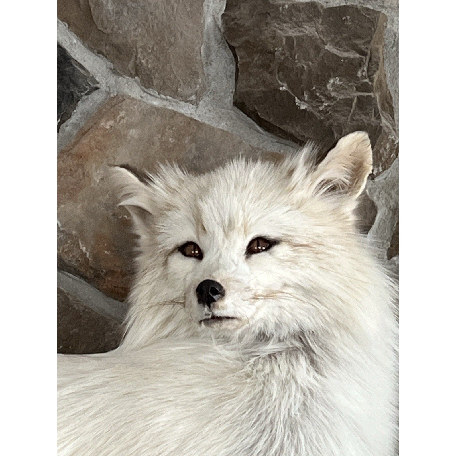 FHWL49- White Cross Fox Taxidermy mount