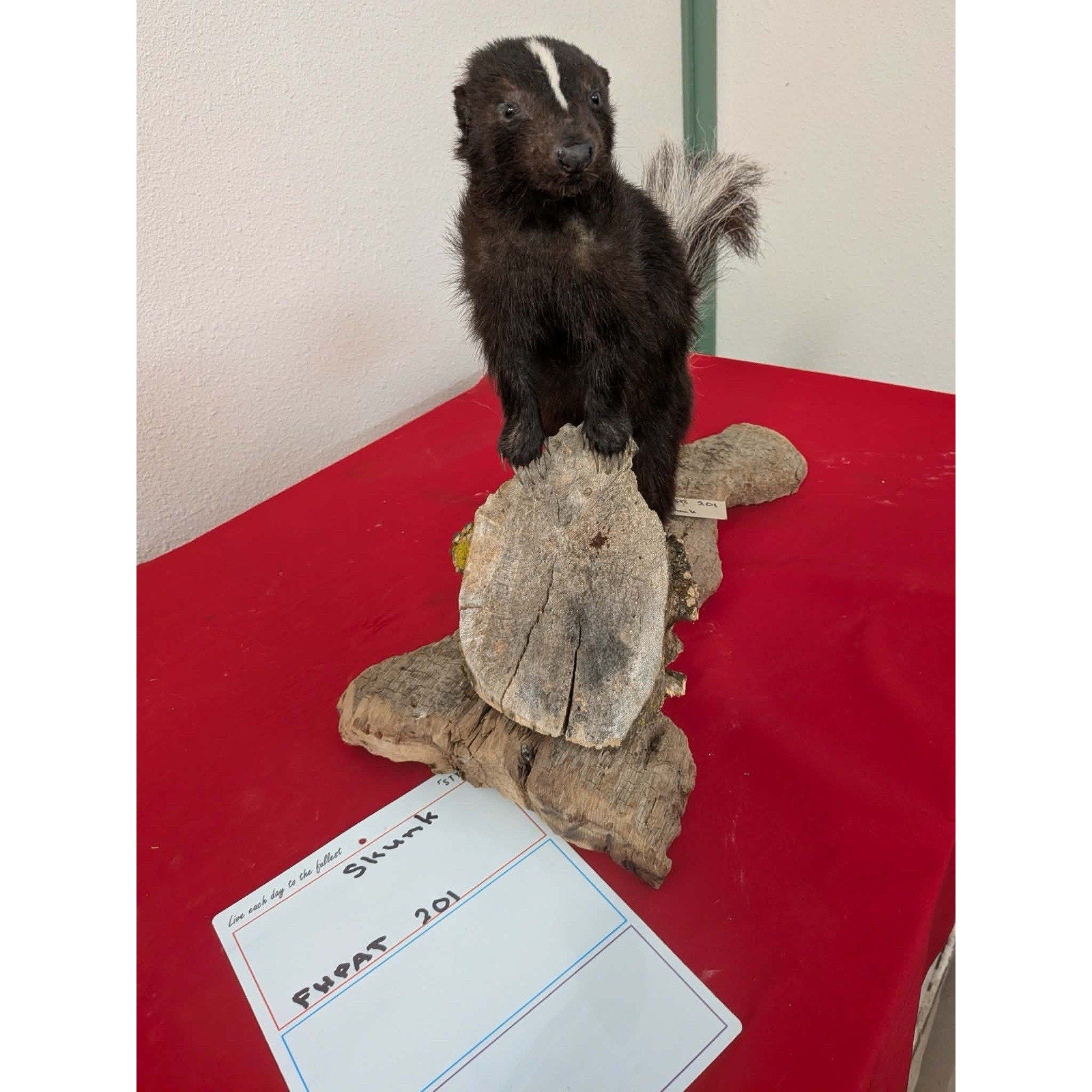 FHPAT201 - Skunk Taxidermy Mount – Classic Wildlife Display