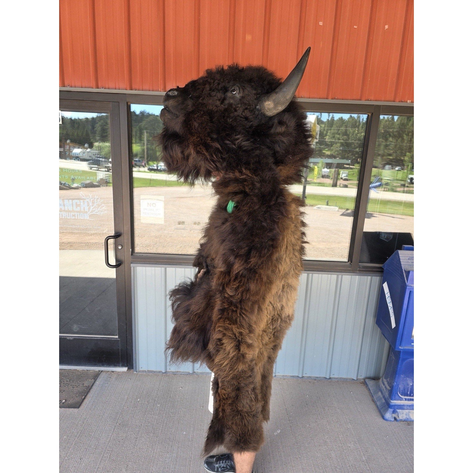 FHMASK1 - Real North American Buffalo / Bison mask/Headdress Taxidermy