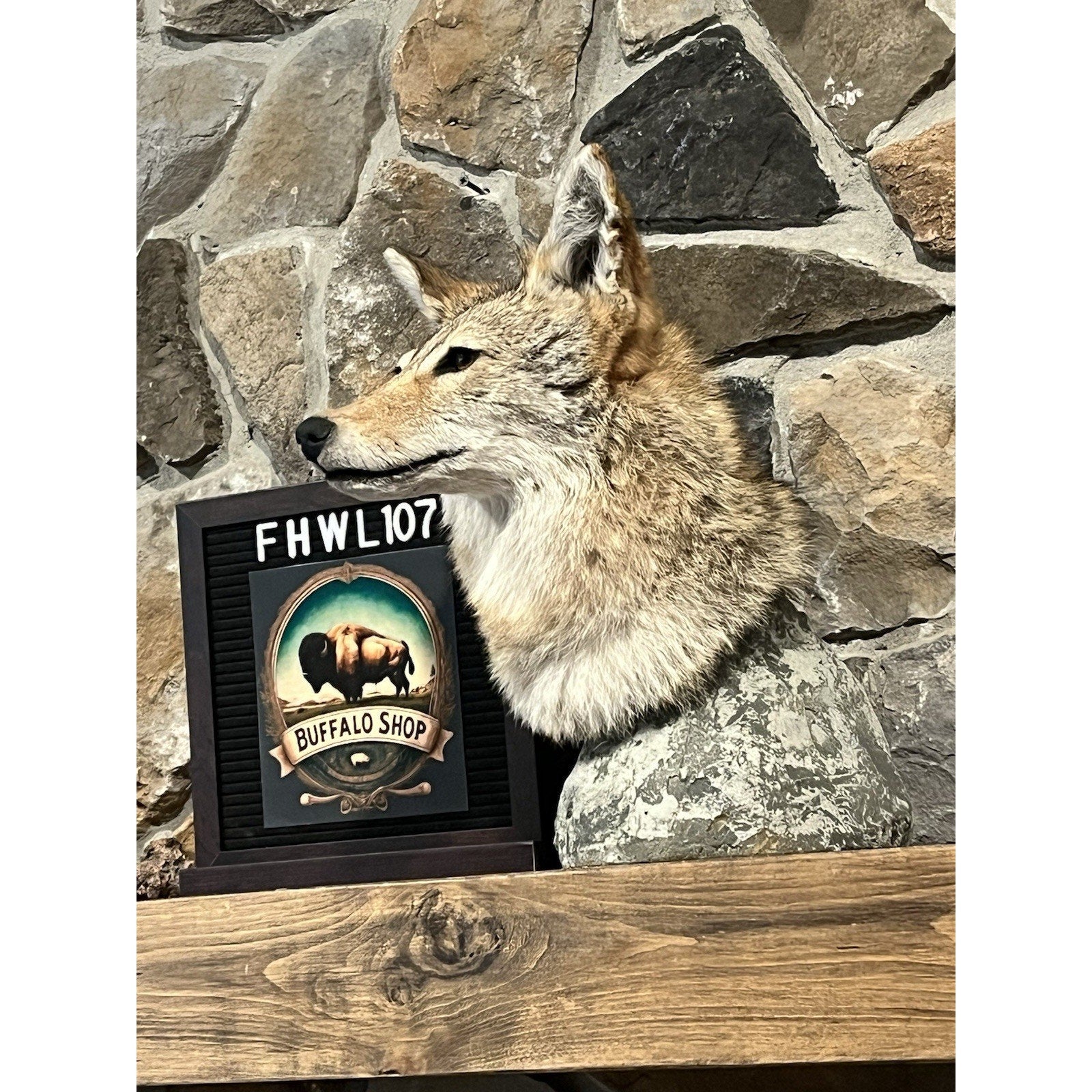 FHWL107 - Coyote Shoulder Museum Quality mount Taxidermy