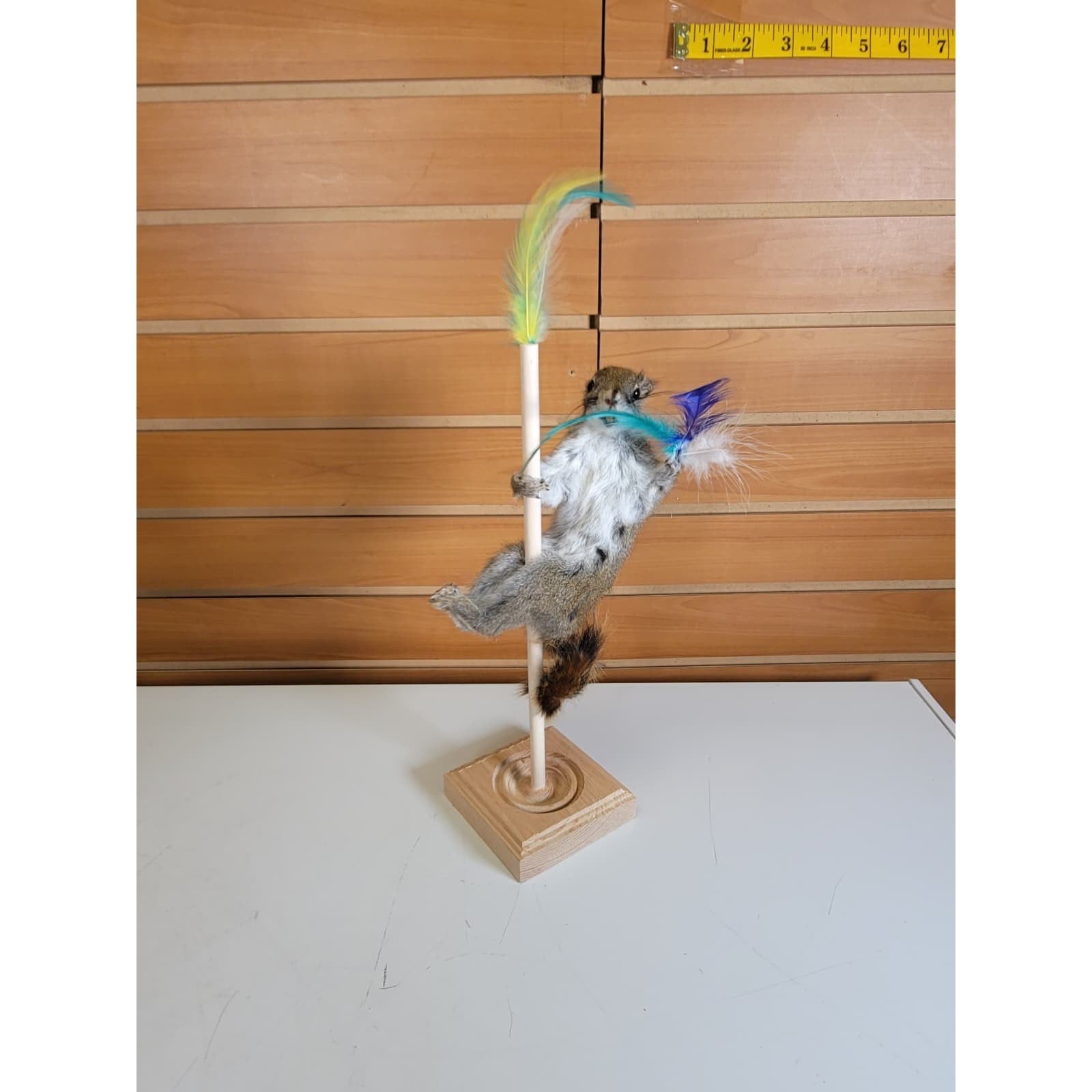 FHSQ308 - Stripping American Red Squirrel Taxidermy Mount