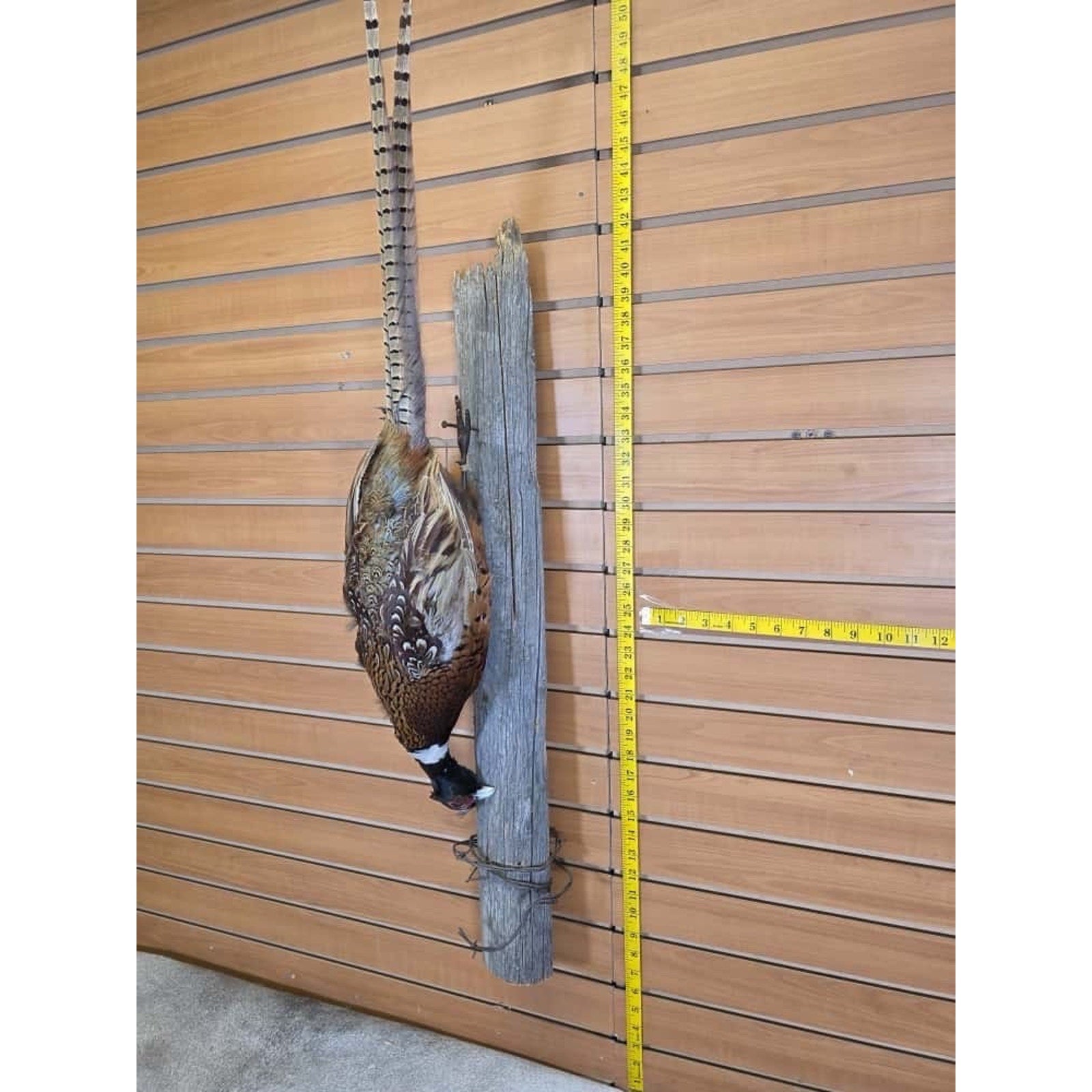 JTV237 - Pheasant Taxidermy Mount Bird