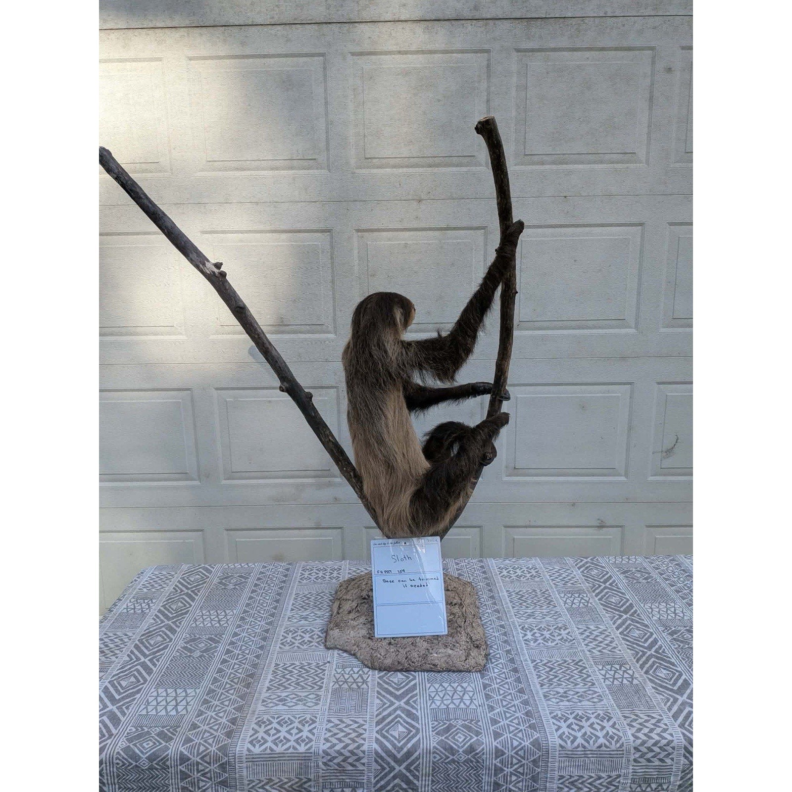 FHPAT159 - New Adult Sloth Taxidermy Mount Full Body