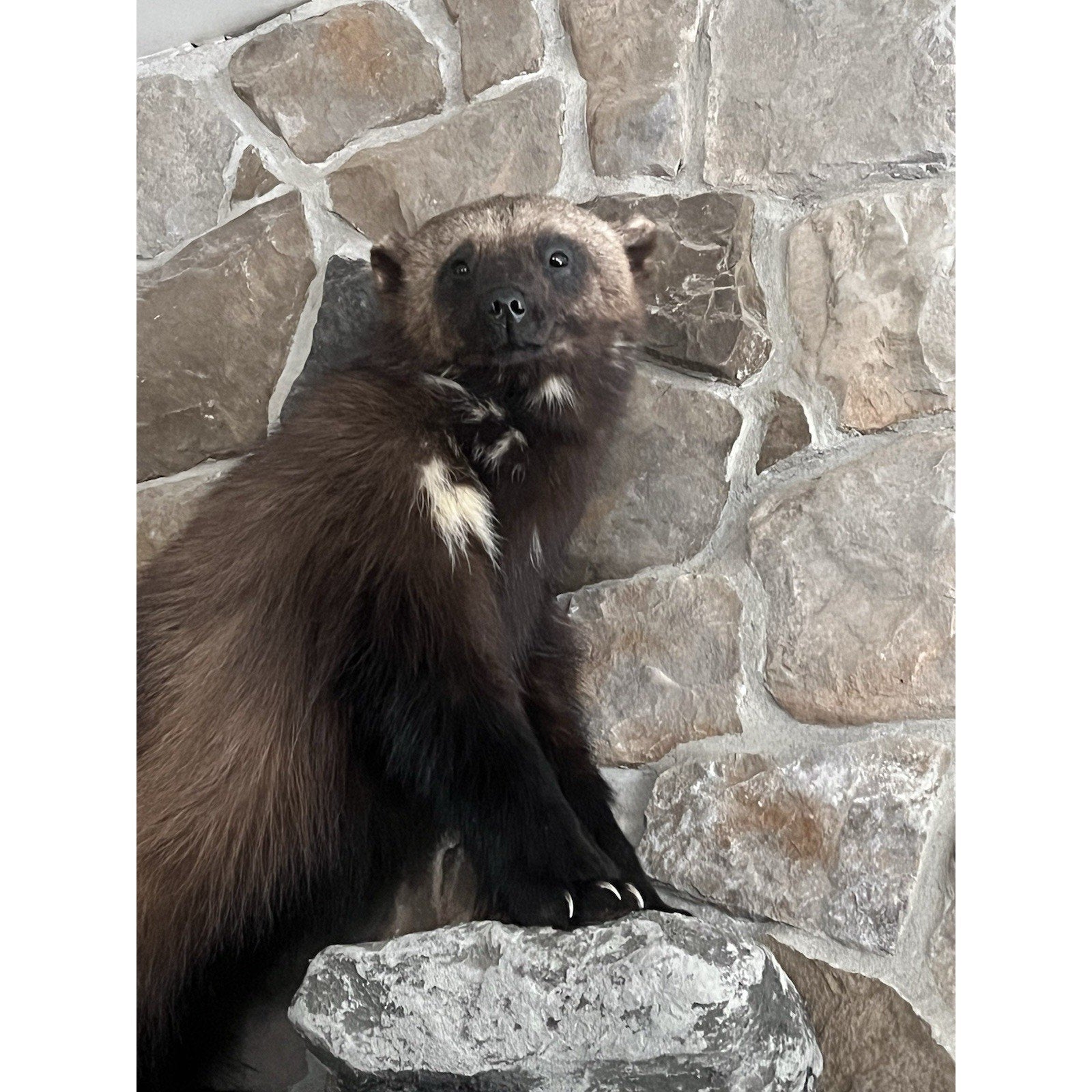 FHWL26 - Beautiful Real Alaskan Wolverine Prime Fur Taxidermy Mount