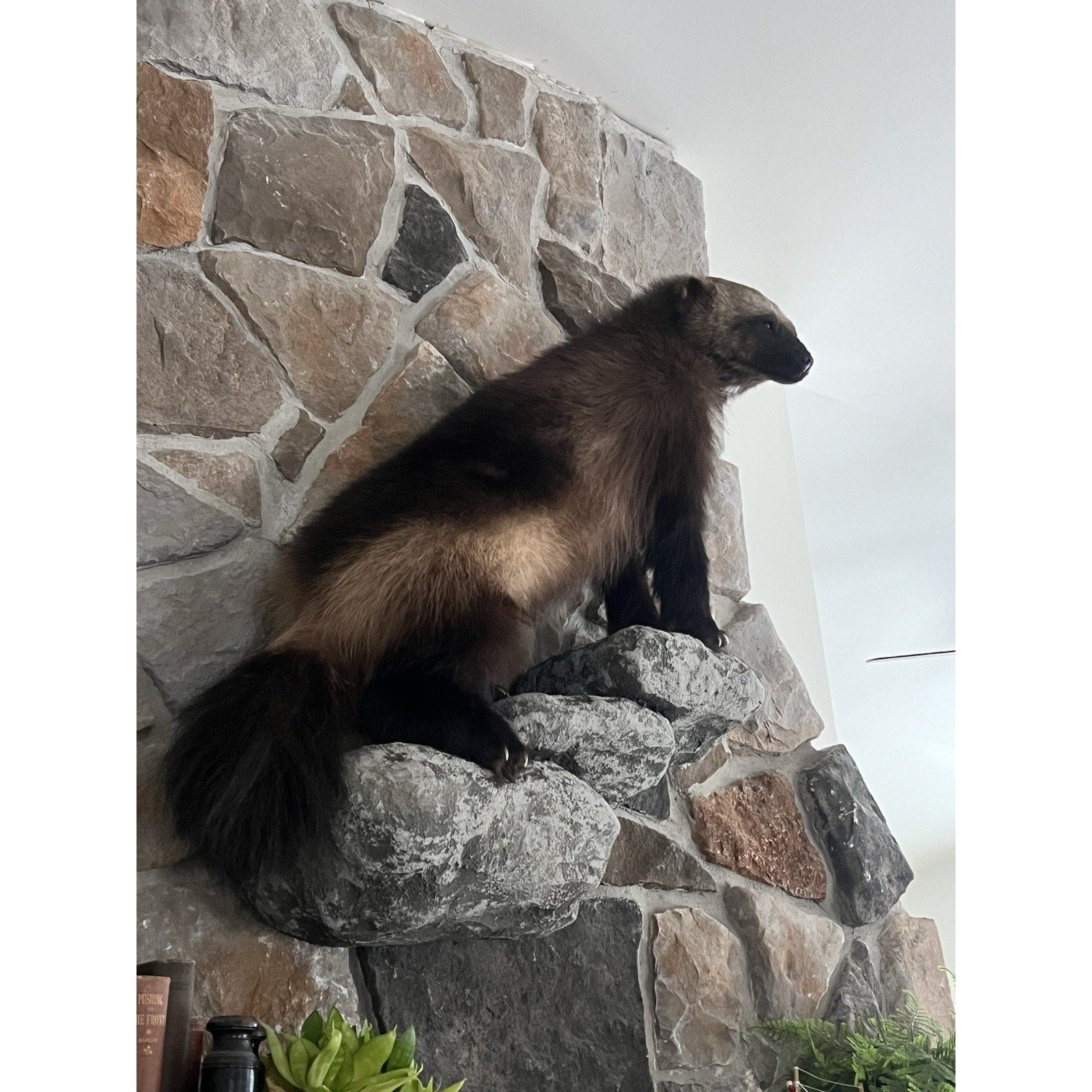 FHWL26 - Beautiful Real Alaskan Wolverine Prime Fur Taxidermy Mount