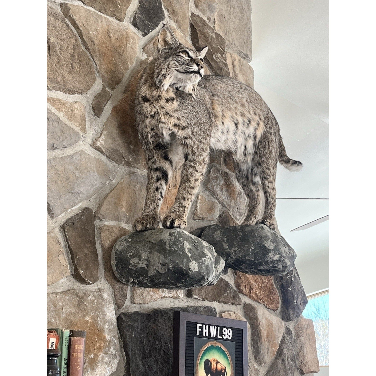 FHWL99 - Bobcat Taxidermy Full Body Mount