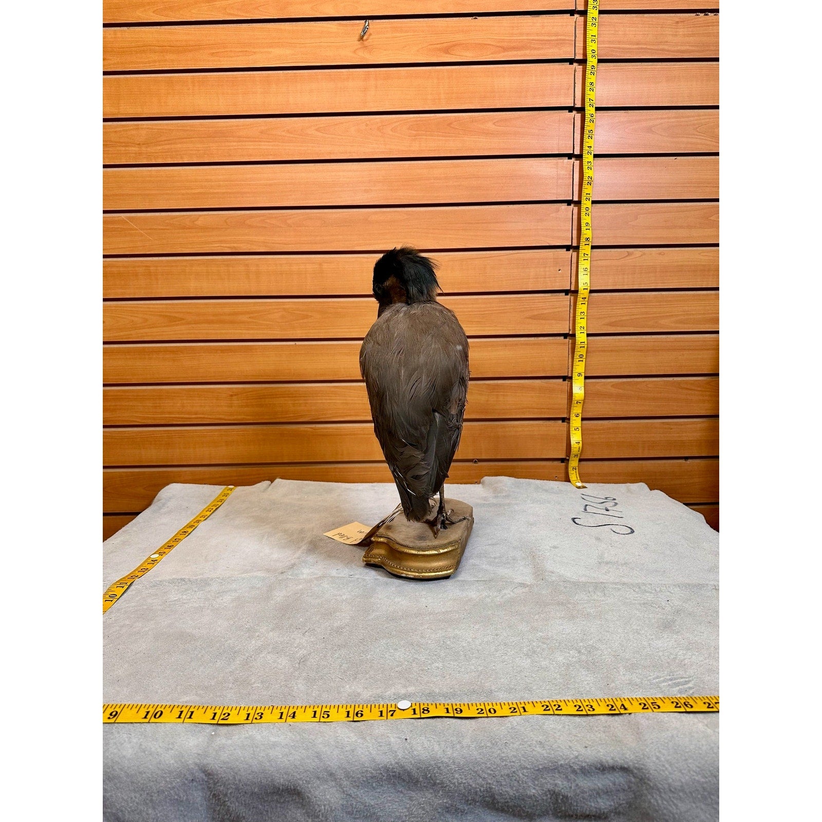 FHSF9-Boat billed Heron bird taxidermy