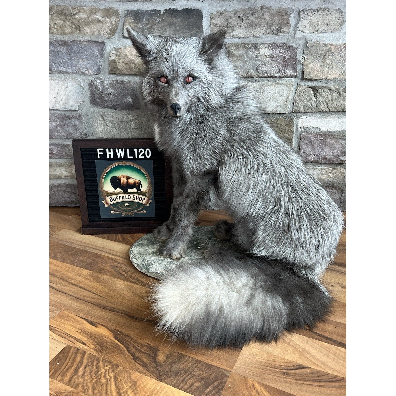 FHWL120 - Grey Ranch Fox Taxidermy Full Body Mount