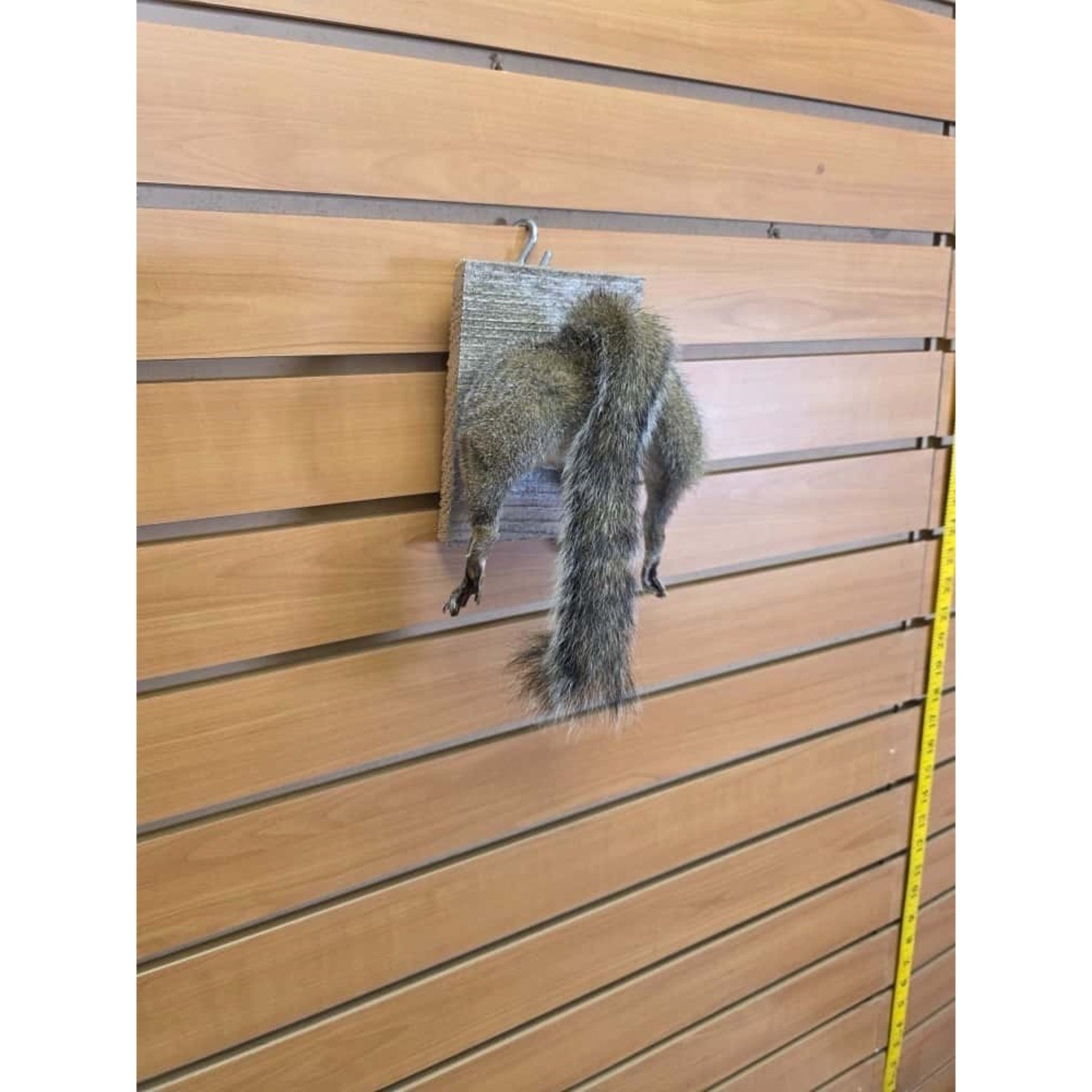 JTV242 - Squirrel Rump Taxidermy Mount