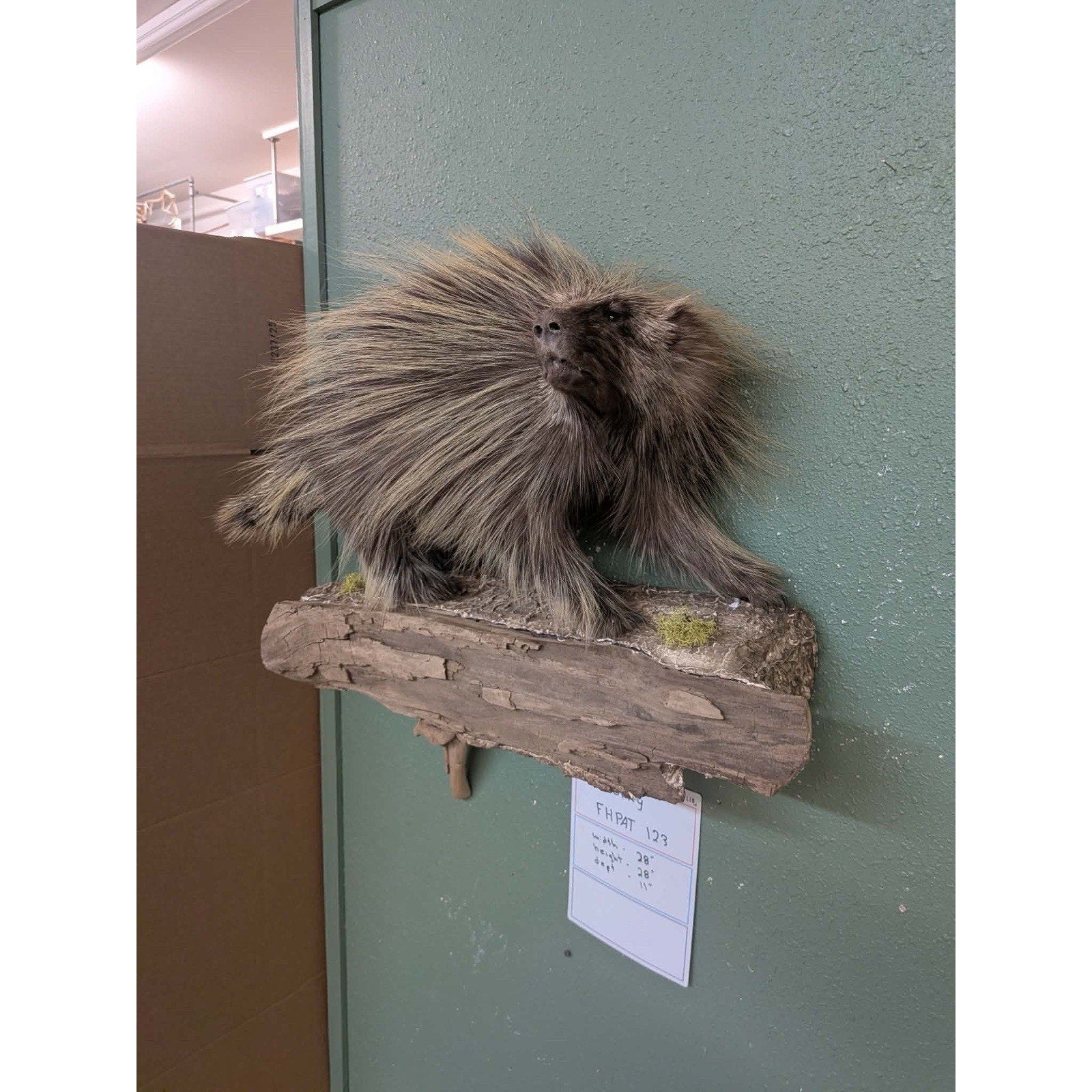 FHPAT123 - Beautiful Montana Prime Winter Porcupine Taxidermy Mount