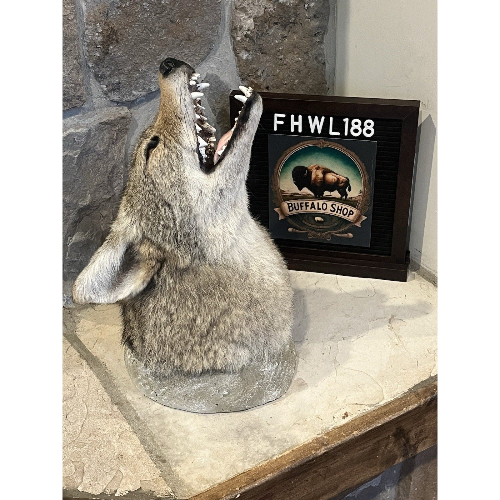 FHWL188 - Howling Coyote Shoulder Museum Quality mount Taxidermy