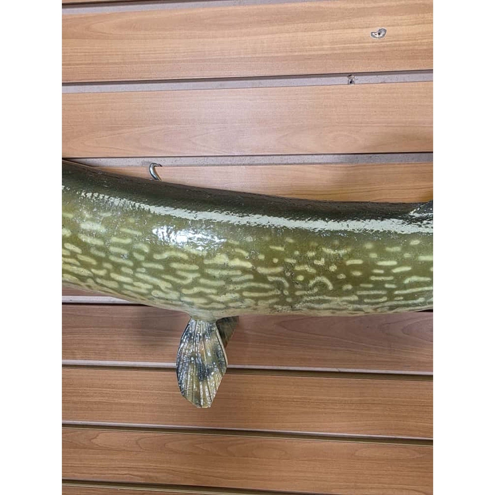 JTV221 - 36” Northern Fish Real Skin Taxidermy Mount