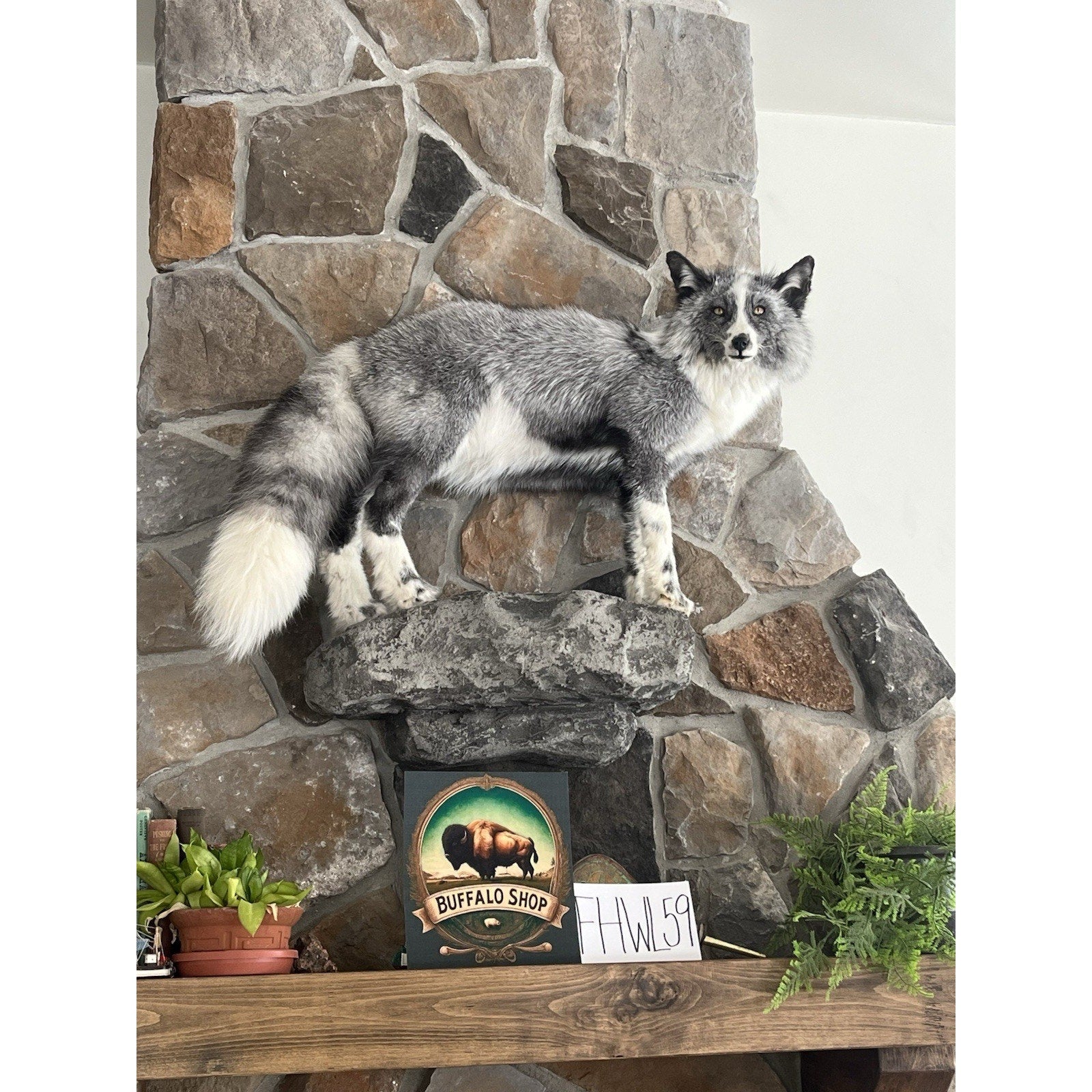 FHWL59 - Grey & White Ranch Fox Taxidermy Full Body Mount