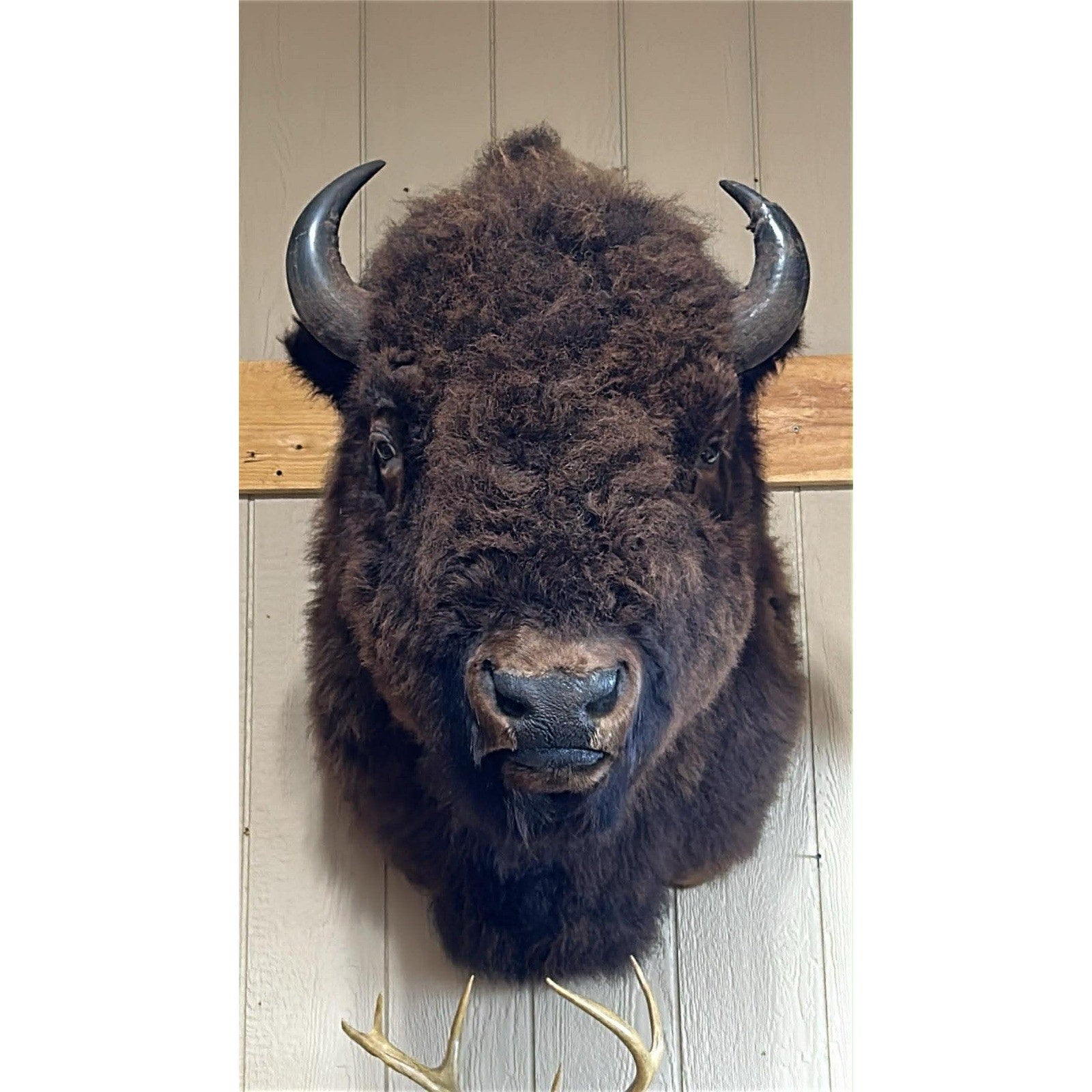 FHTIM1- Massive Buffalo Bison Taxidermy Shoulder mount Bull