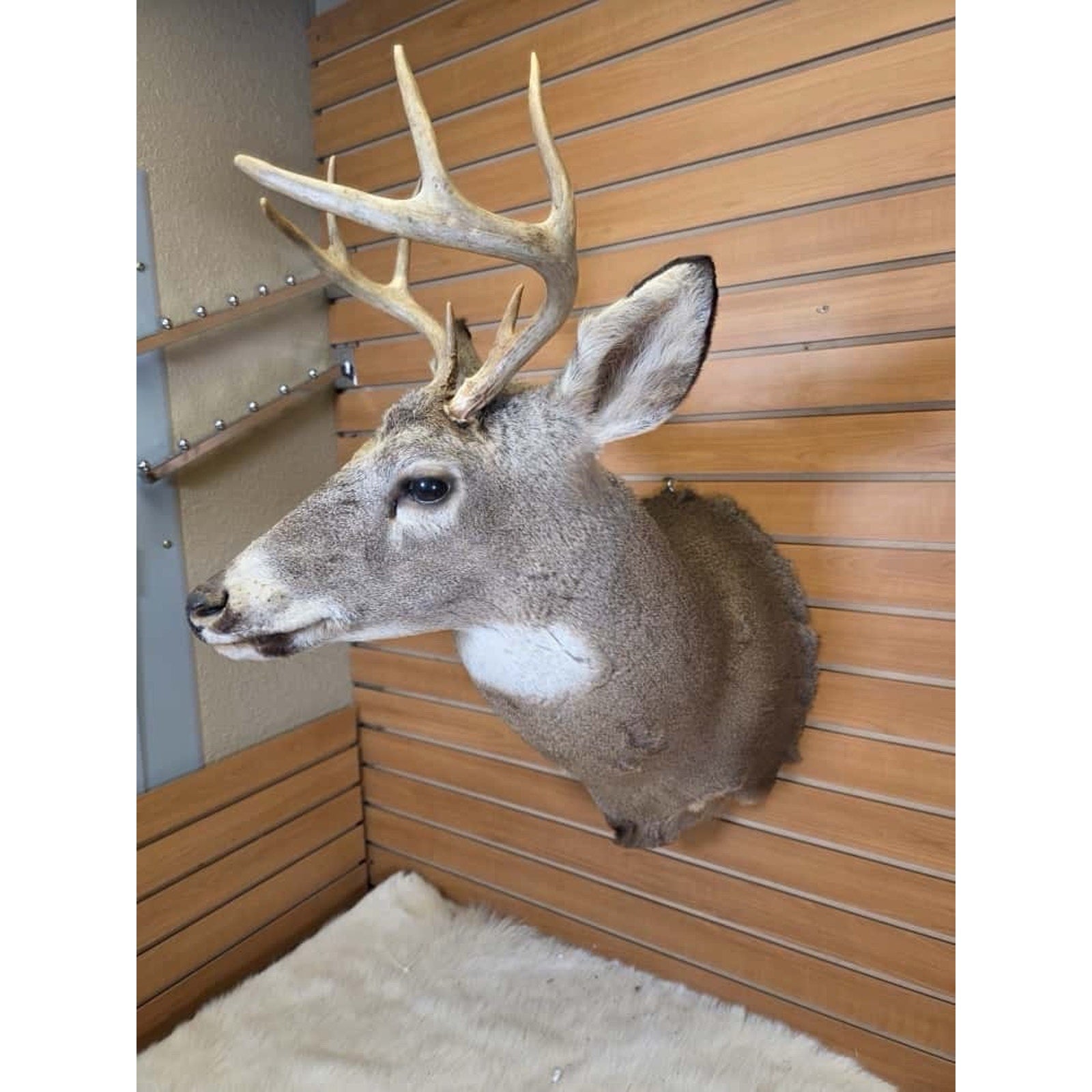 FHMN6 - Whitetail Deer Real Antler Deer Taxidermy Mount