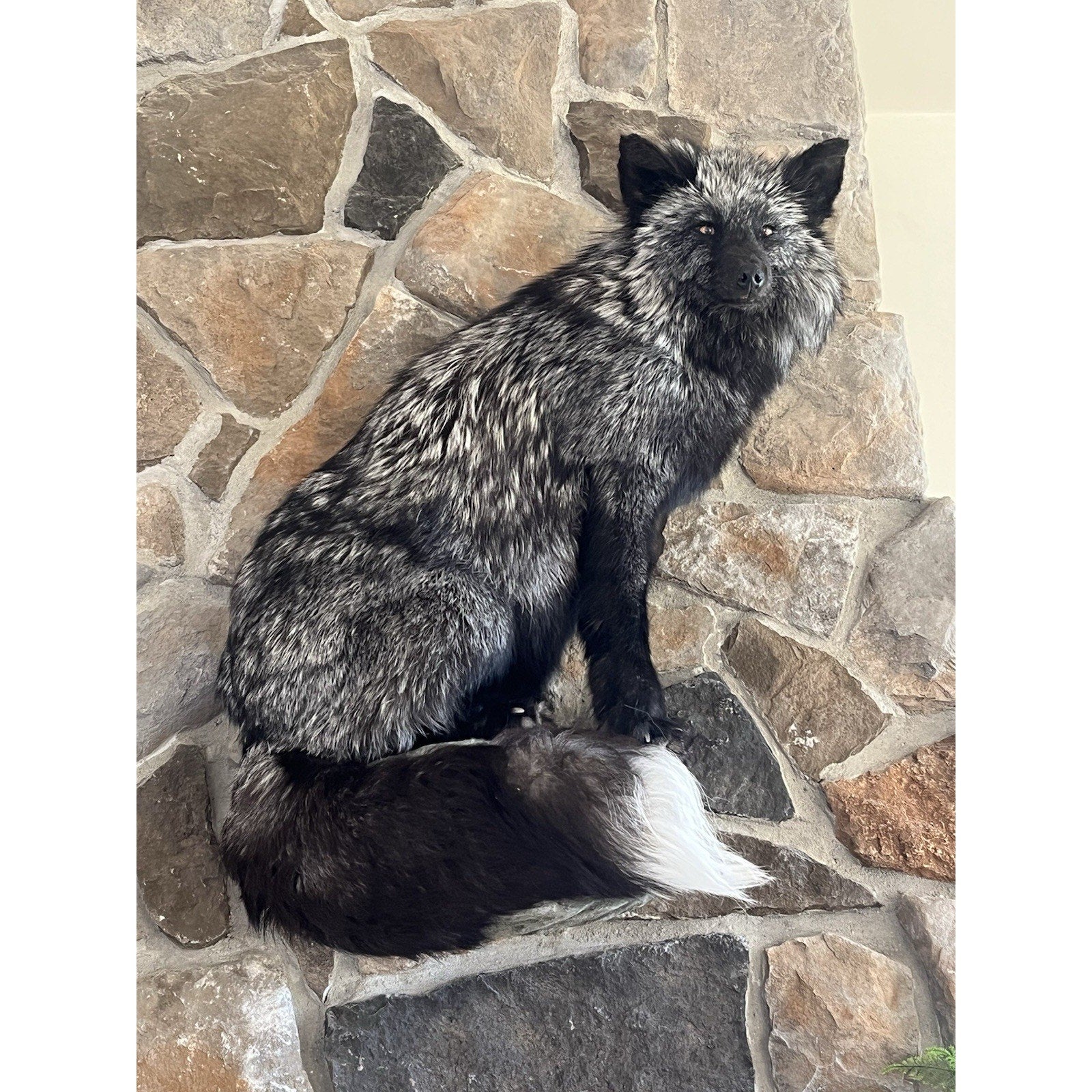 FHWL8 - Massive Silver Fox Taxidermy Full Body Mount