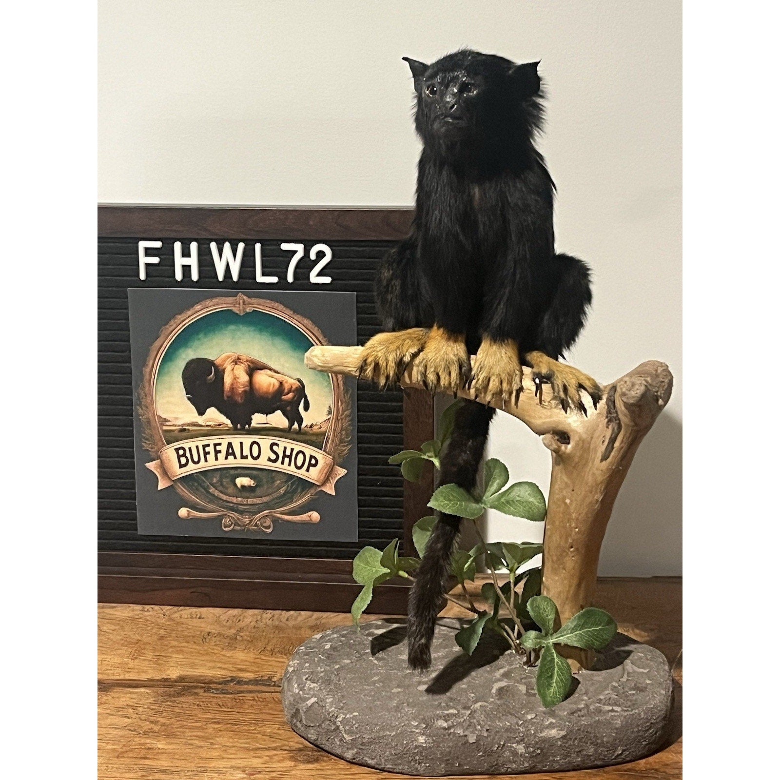 FHWL72 - red-handed tamarin (Saguinus midas) Taxidermy Mount
