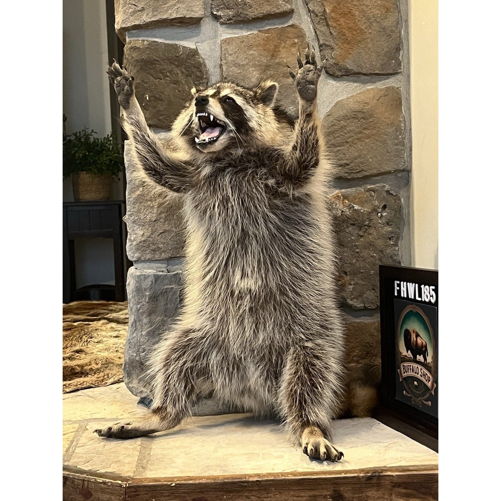 FHWL185 -premium Fat Raccoon Taxidermy Mount