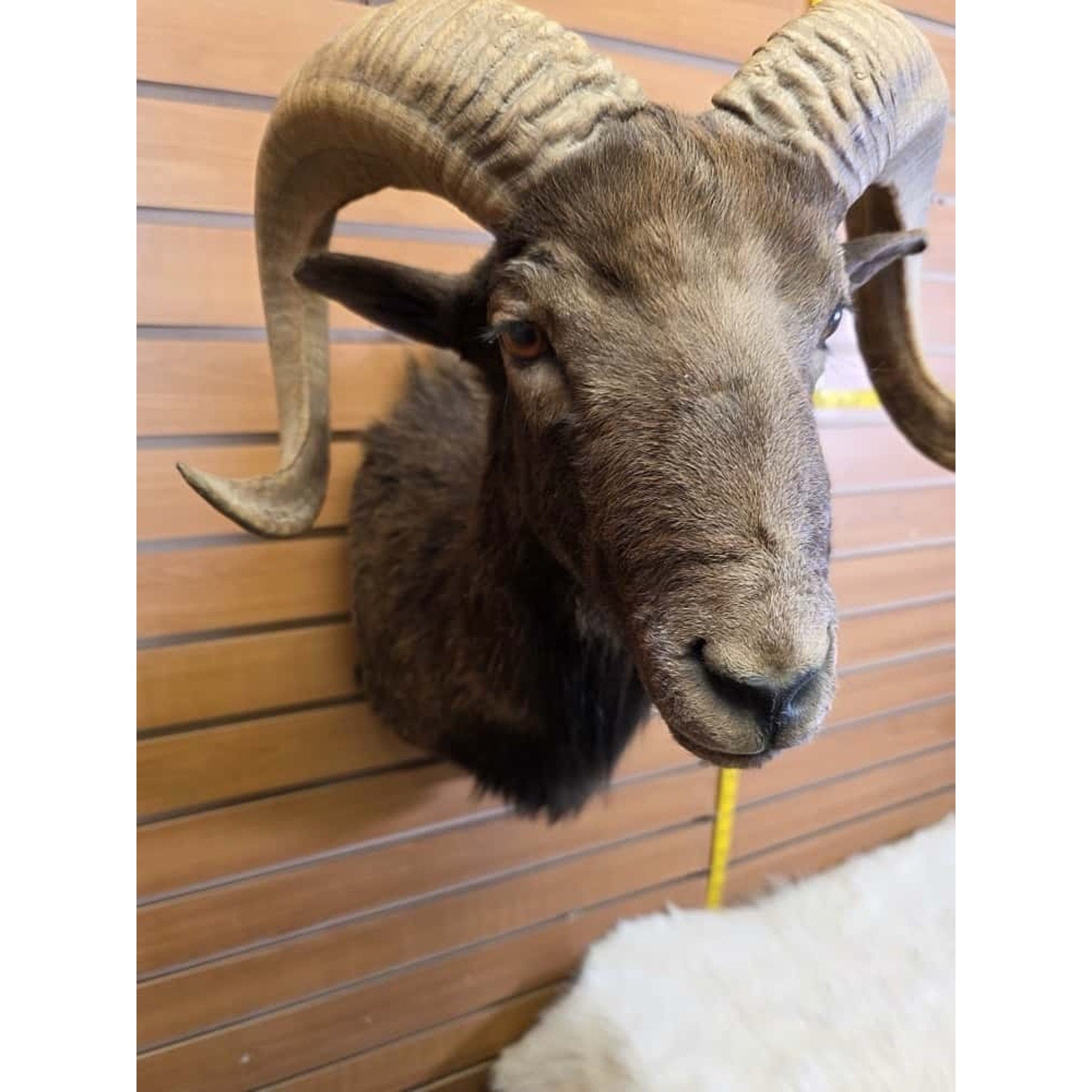FHMN18 - Mouflon Ram taxidermy shoulder mount