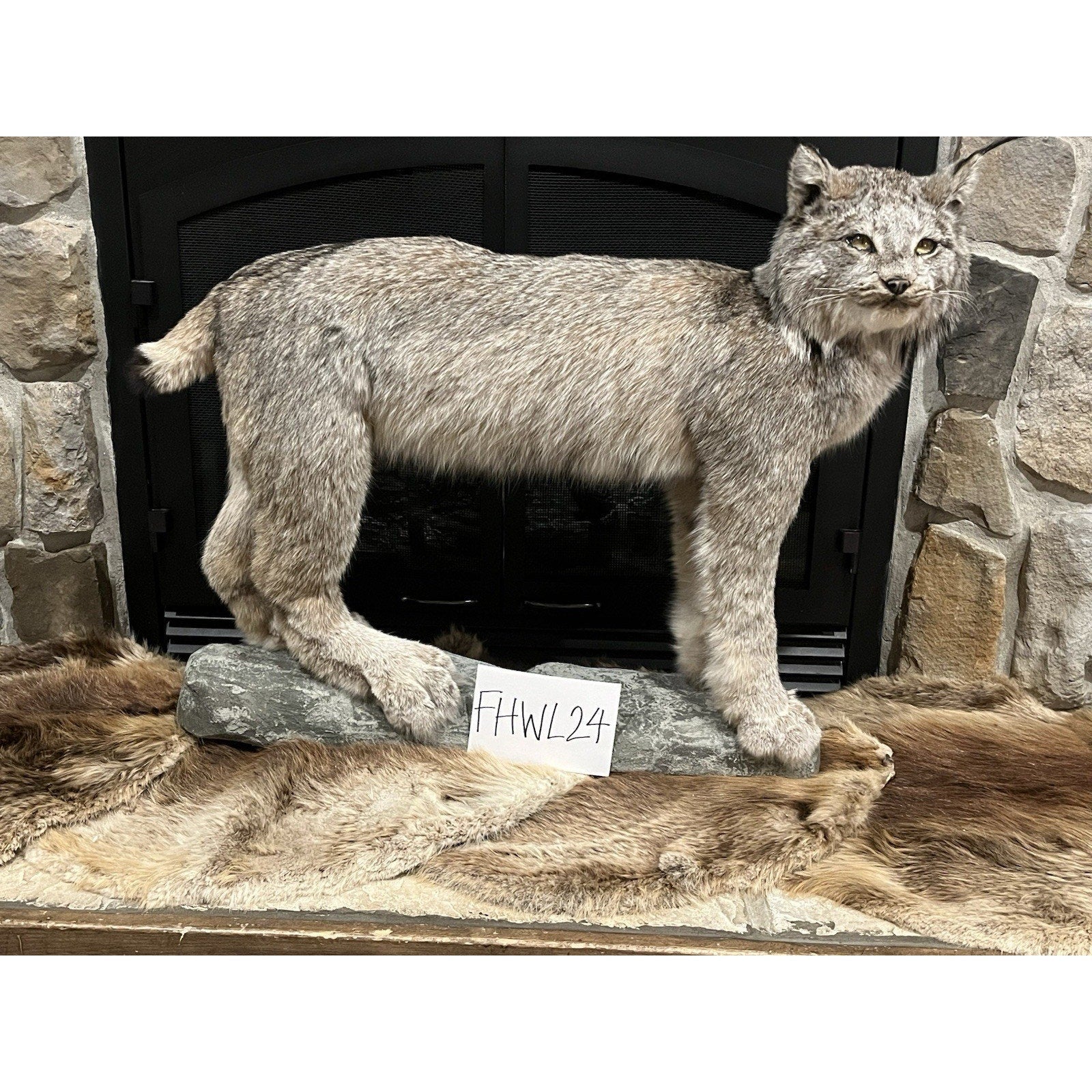 FHWL24 - Alaskan Lynx Taxidermy Full Body Mount Prime Fur