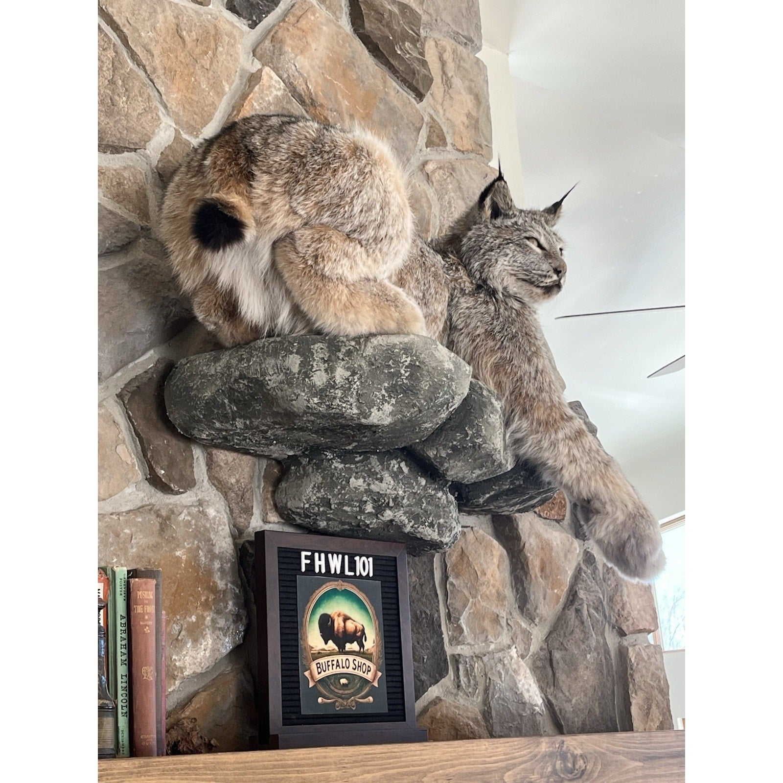 FHWL101 - Alaskan Lynx Taxidermy Full Body Mount Prime Fur