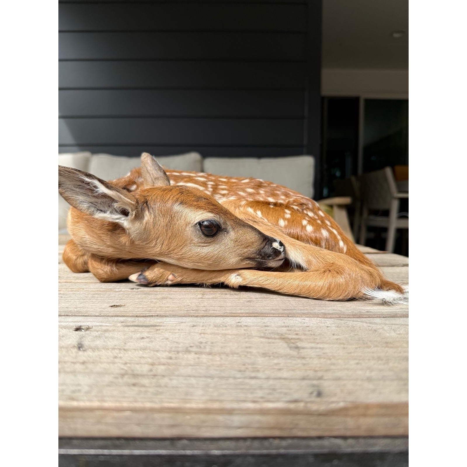 FHWAF3 - Fawn Lifesize Taxidermy Mount