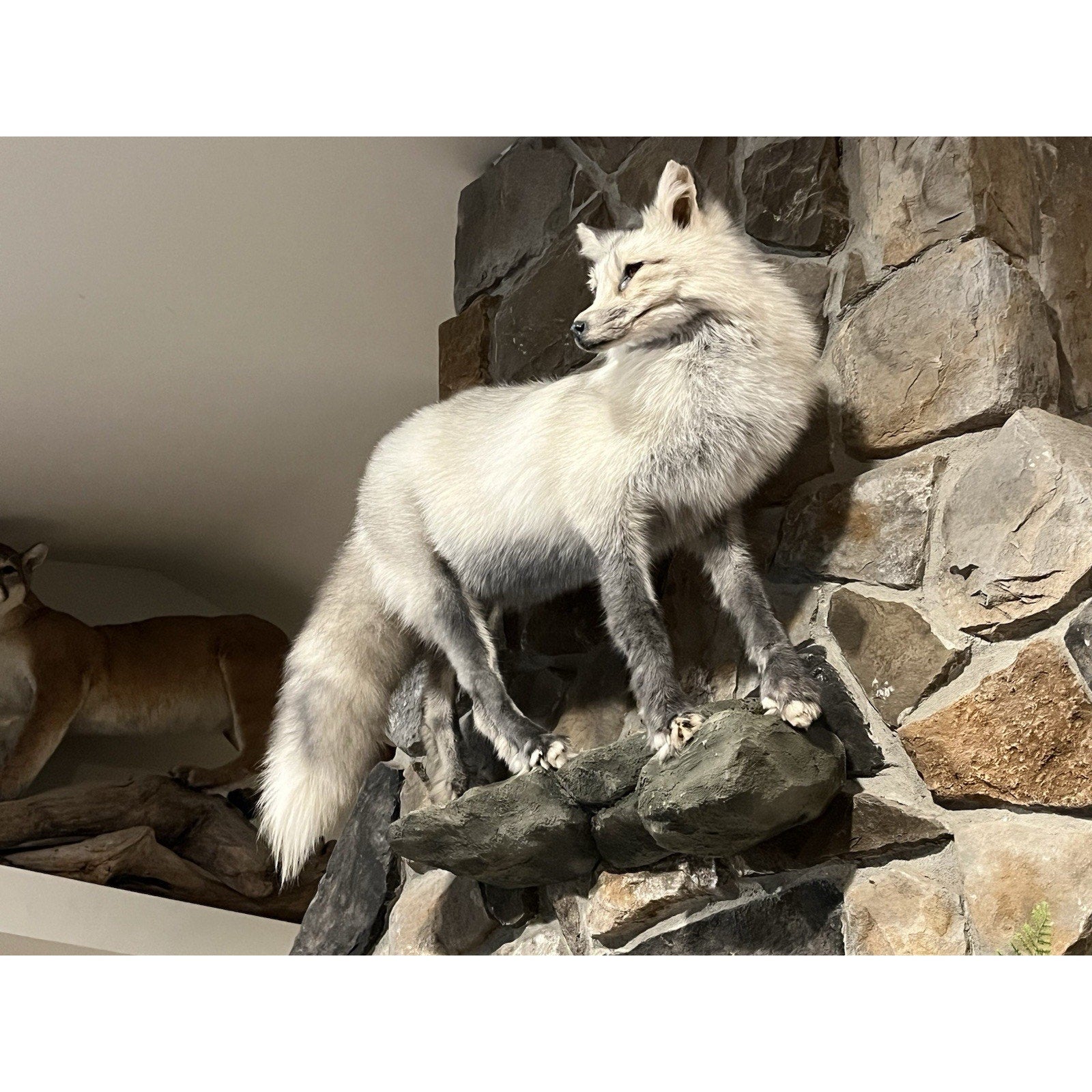 FHWL15 -Cross Fox Taxidermy mount