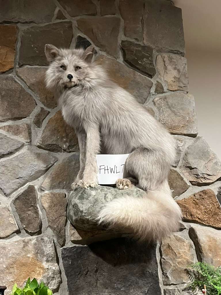 FHWL7 - White Cross Fox Taxidermy mount