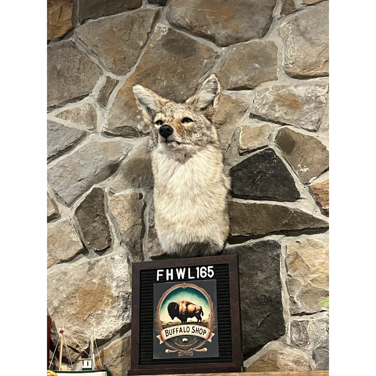 FHWL165 - Coyote Shoulder Museum Quality mount Taxidermy
