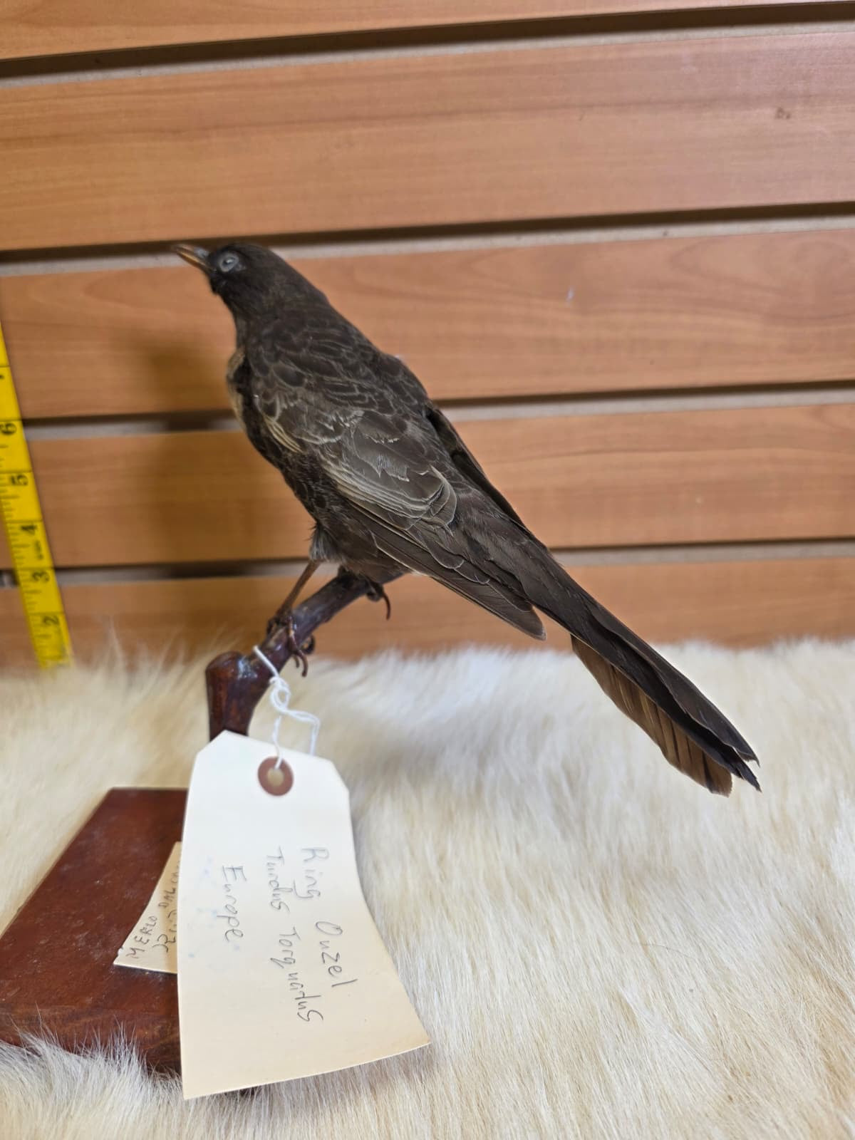 JF6 - Ring Ouzel VTG 1943 taxidermy bird mount