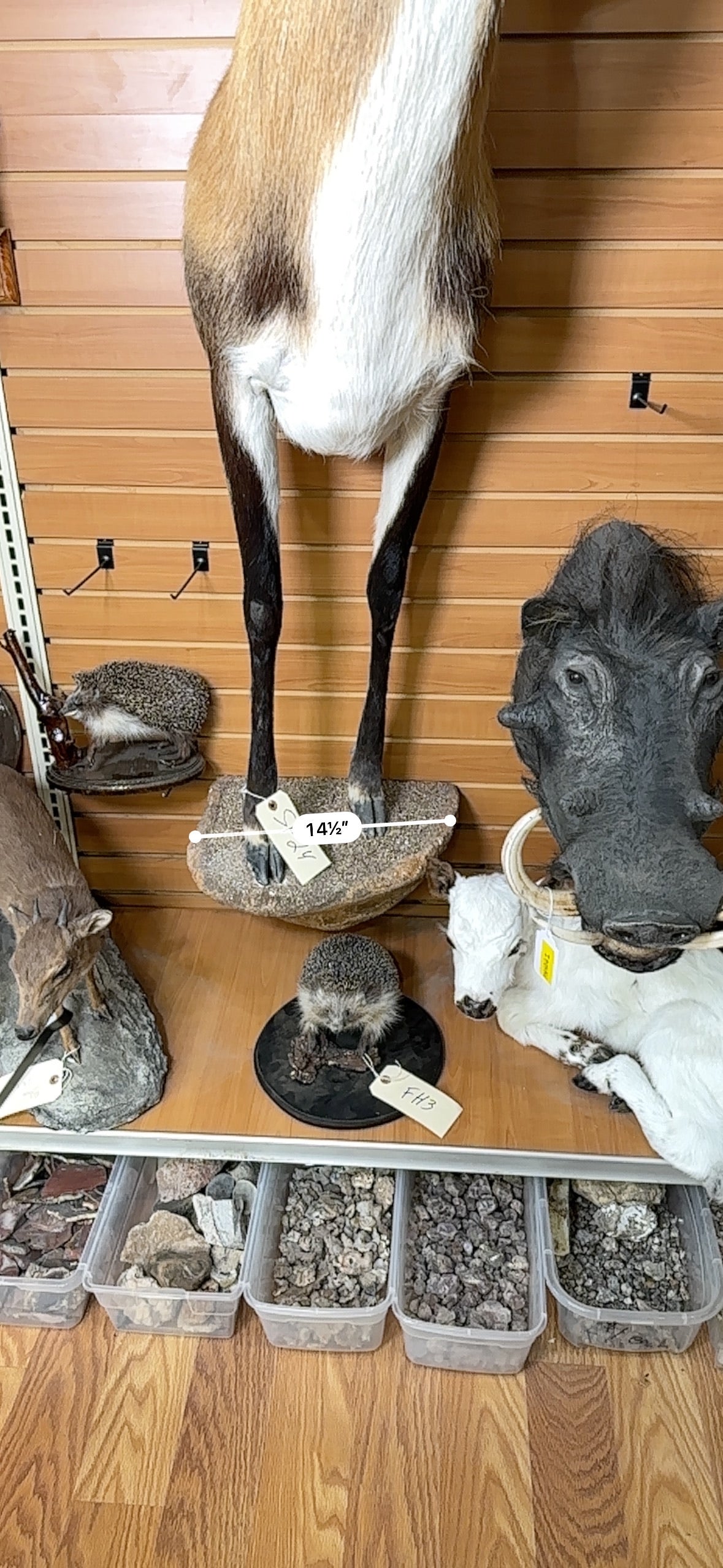 FHANT1 - Lichwe taxidermy wall mount.