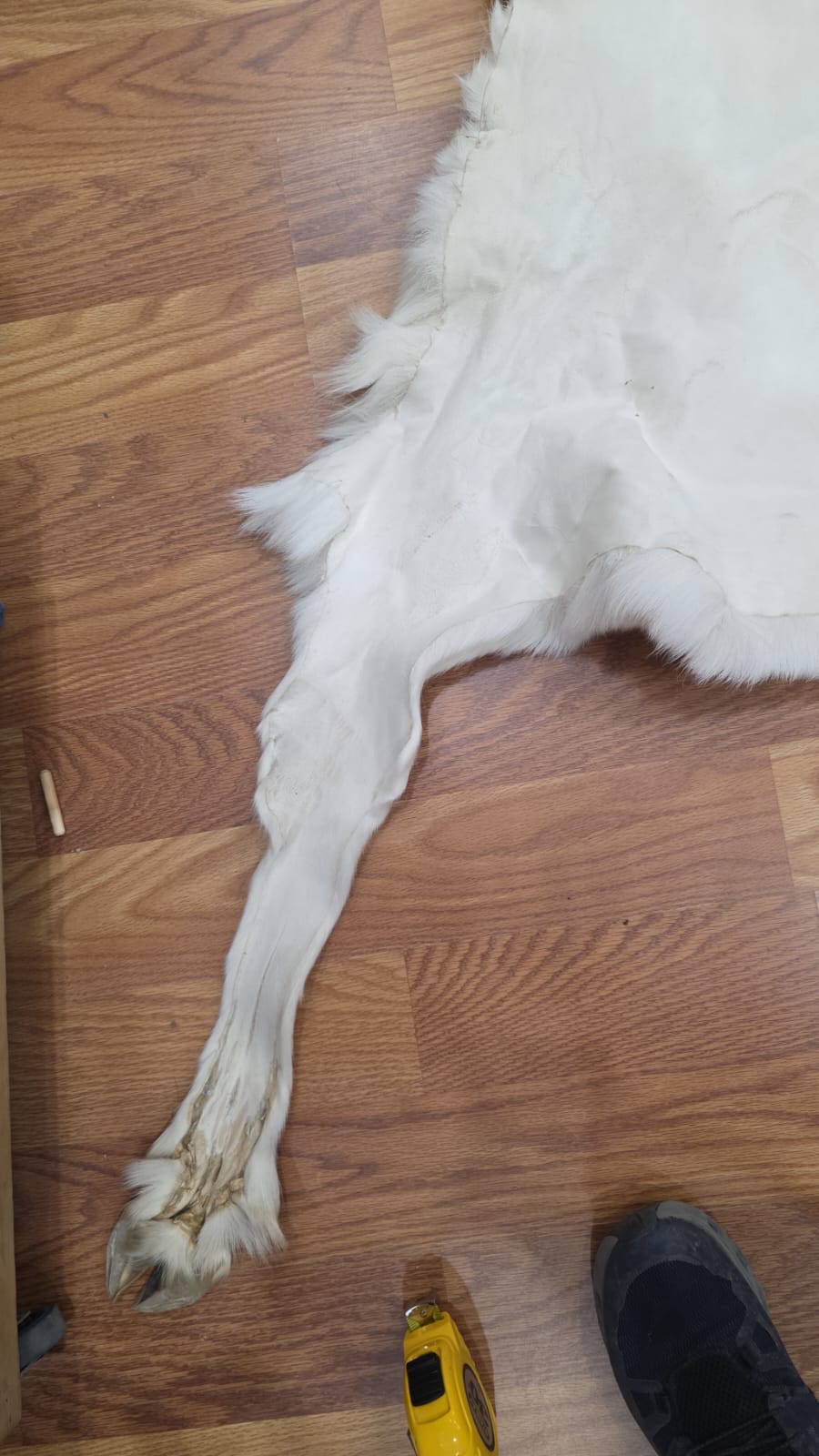 FHSD43 - caribou white beautiful hide 50”x30”