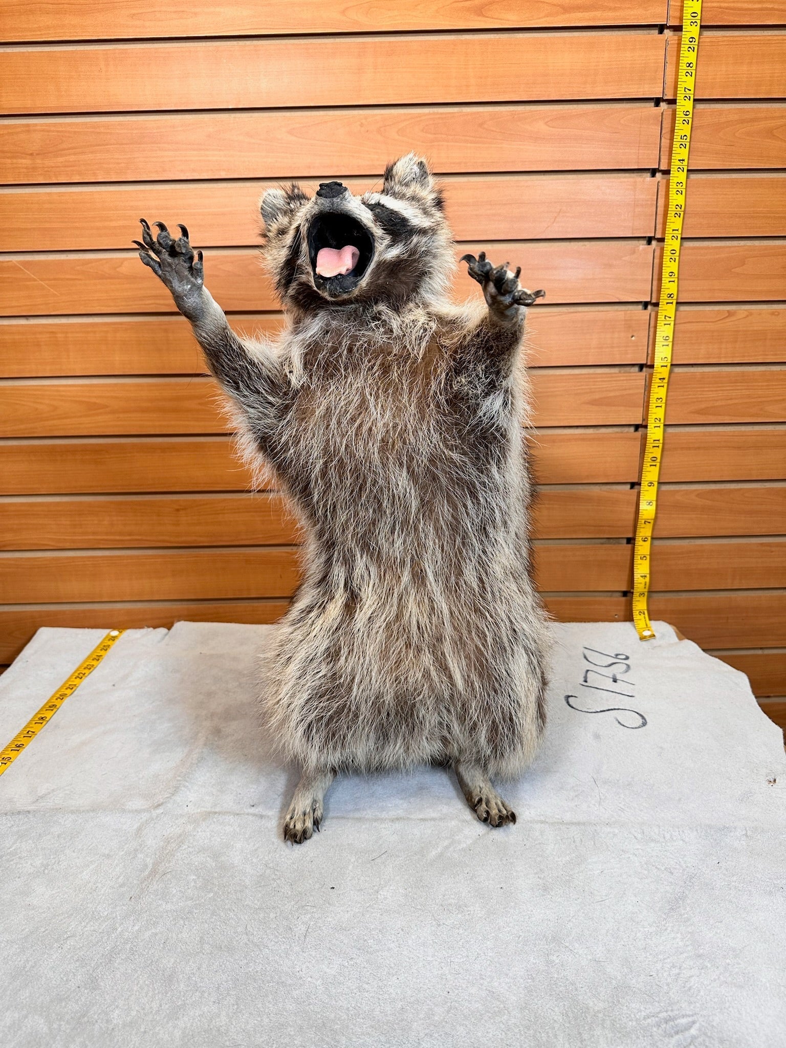 FHCOON9- raccoon taxidermy mount