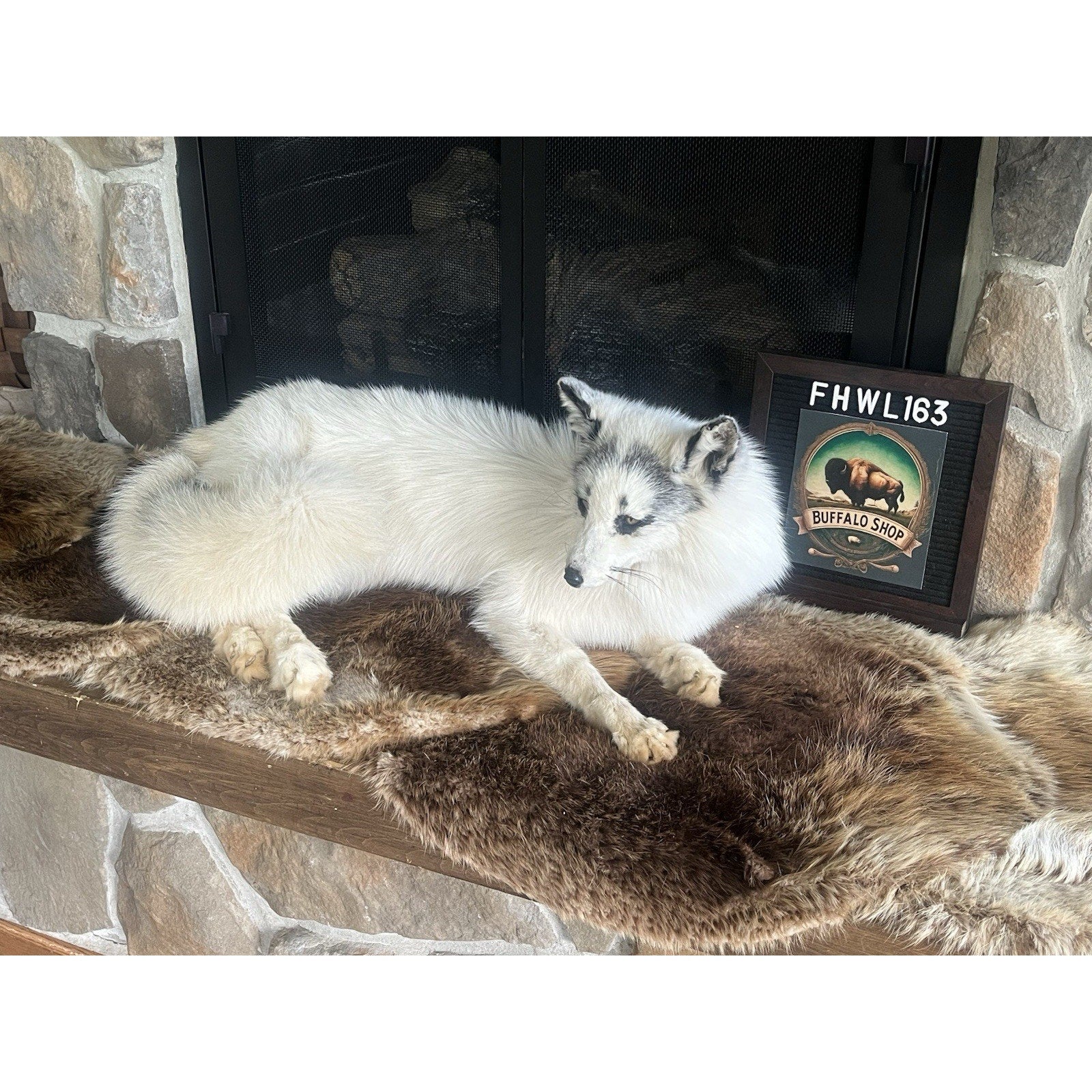 FHWL163 - Museum Quality White Fox Taxidermy mount