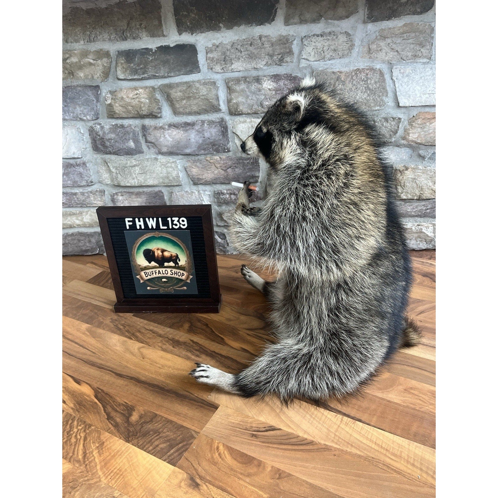 FHWL139 - Smoking Fat Raccoon Taxidermy Mount